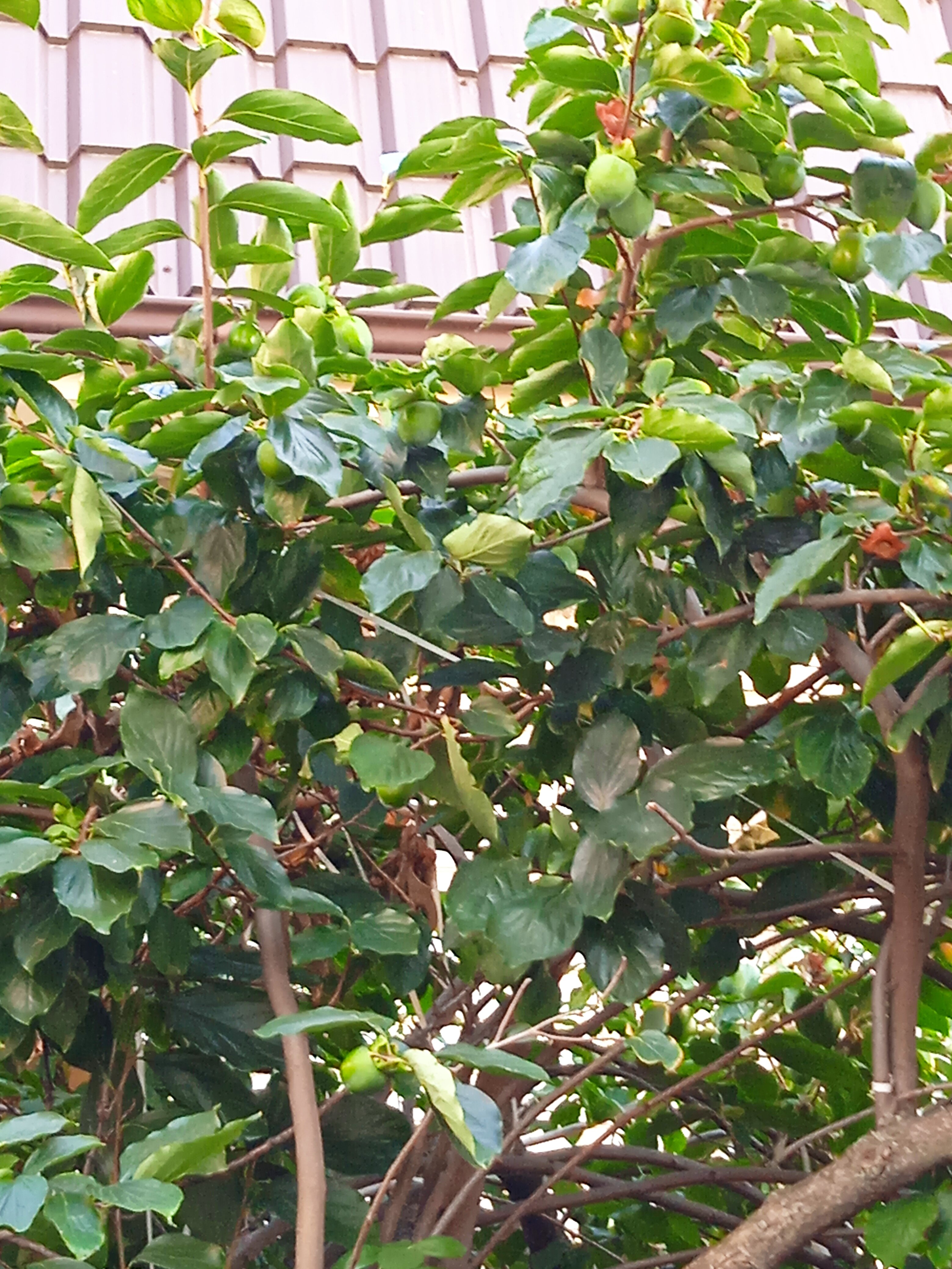 Фото Гостевой дом Дальний Восток