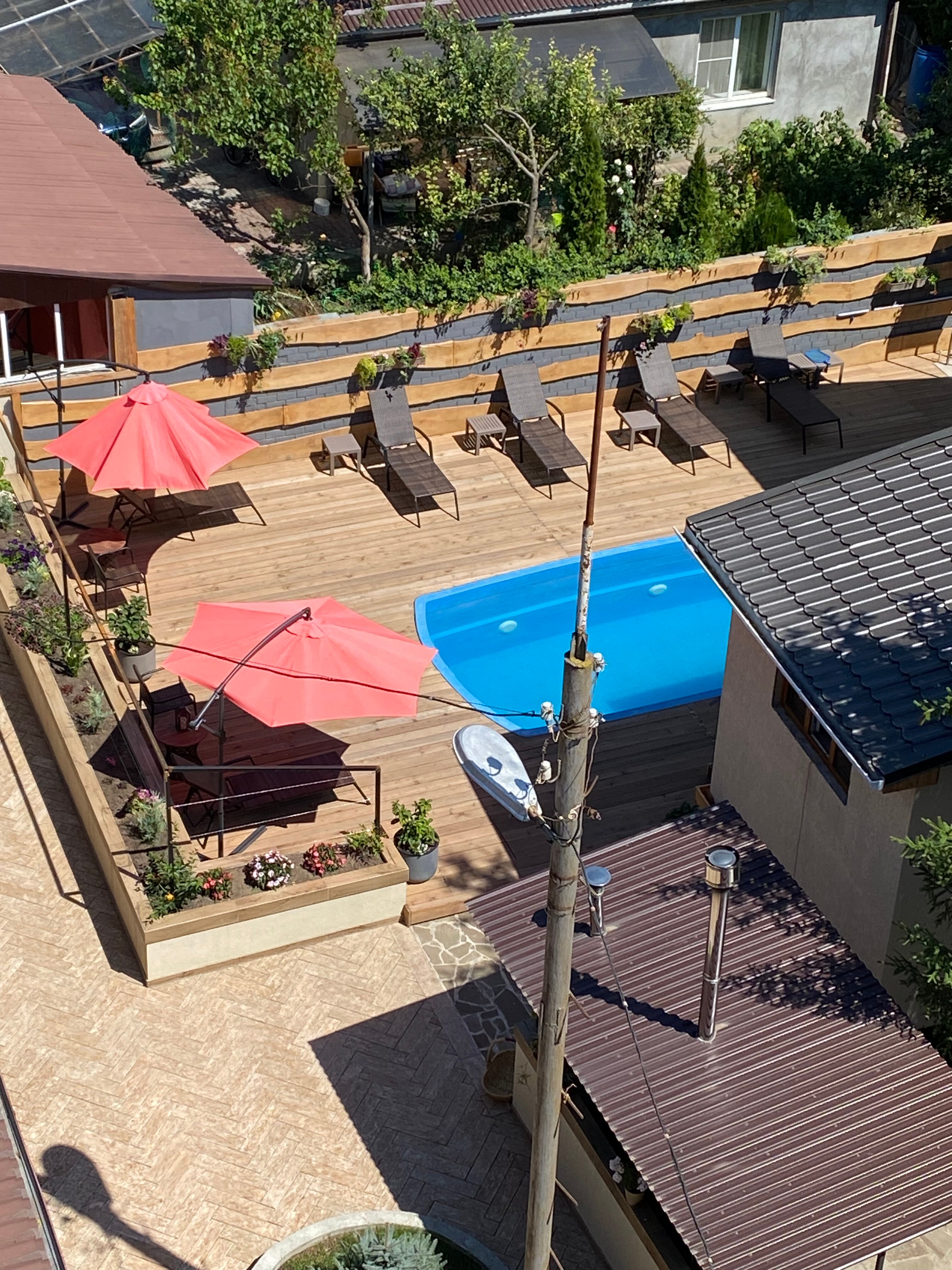 Фото Розмарин