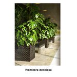 Brook Plants & Landscaping LLC (Arjumand Building, Dubai Investments Park 1, Jebel Ali, Dubai), landscaping of premises