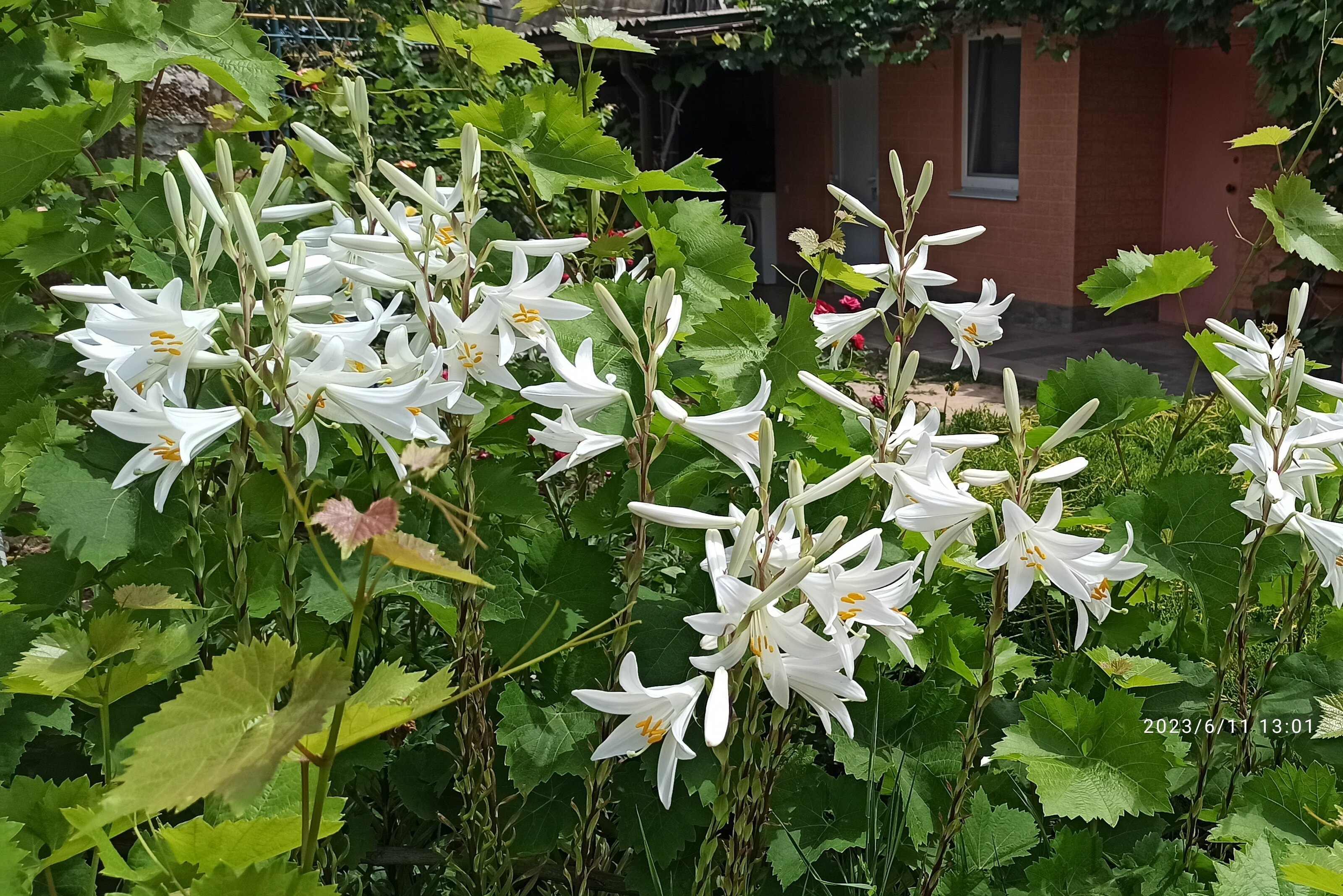 Фото Цветок папоротника