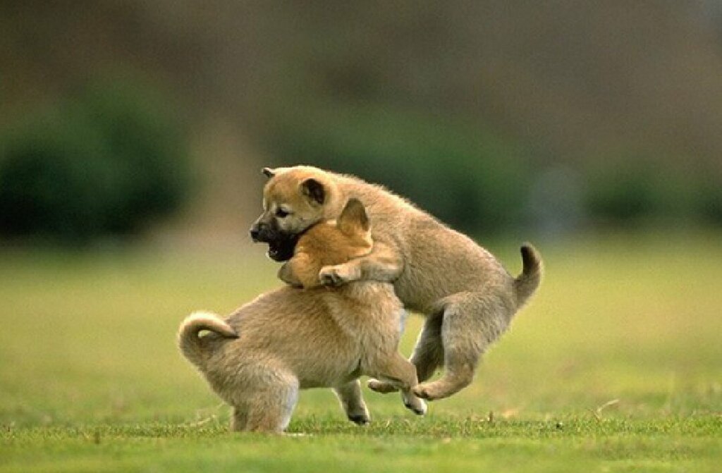 Animal nursery Posh Paws Animal Sanctuary and Petting Zoo, Dubai, photo