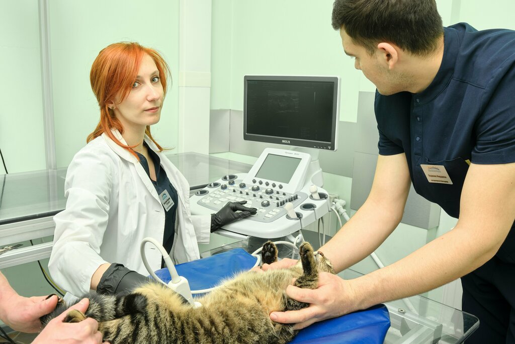 Veterinary clinic Veterinary center, Zvenigorod, photo