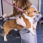Dama_s_sobachkoy (Kaulya Street, 20), pet salon