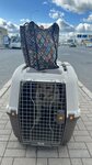 Lucky Tail (ulitsa imeni S.T. Razina, 58Б), transporte de animales