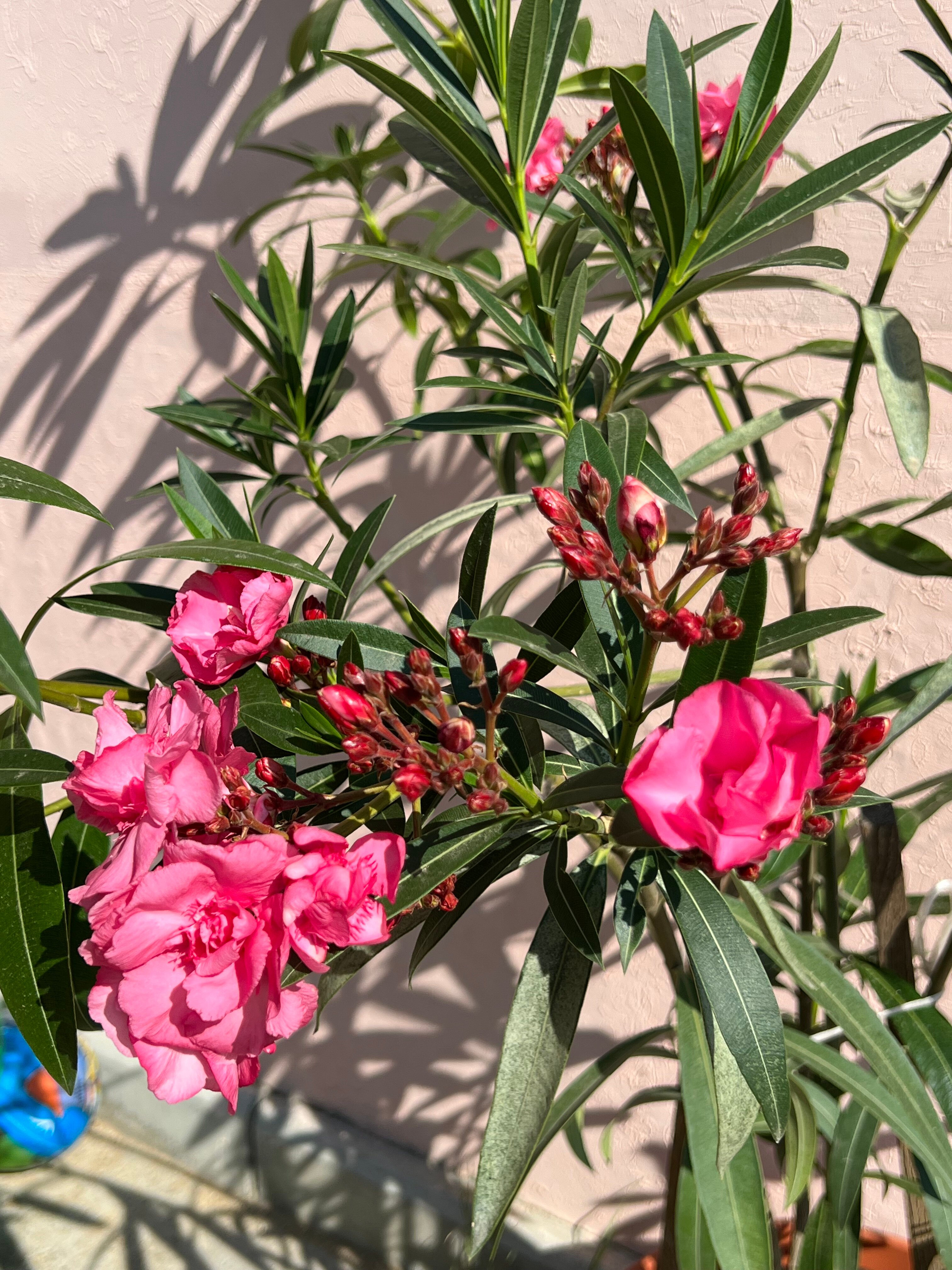 Фото Орловская усадьба