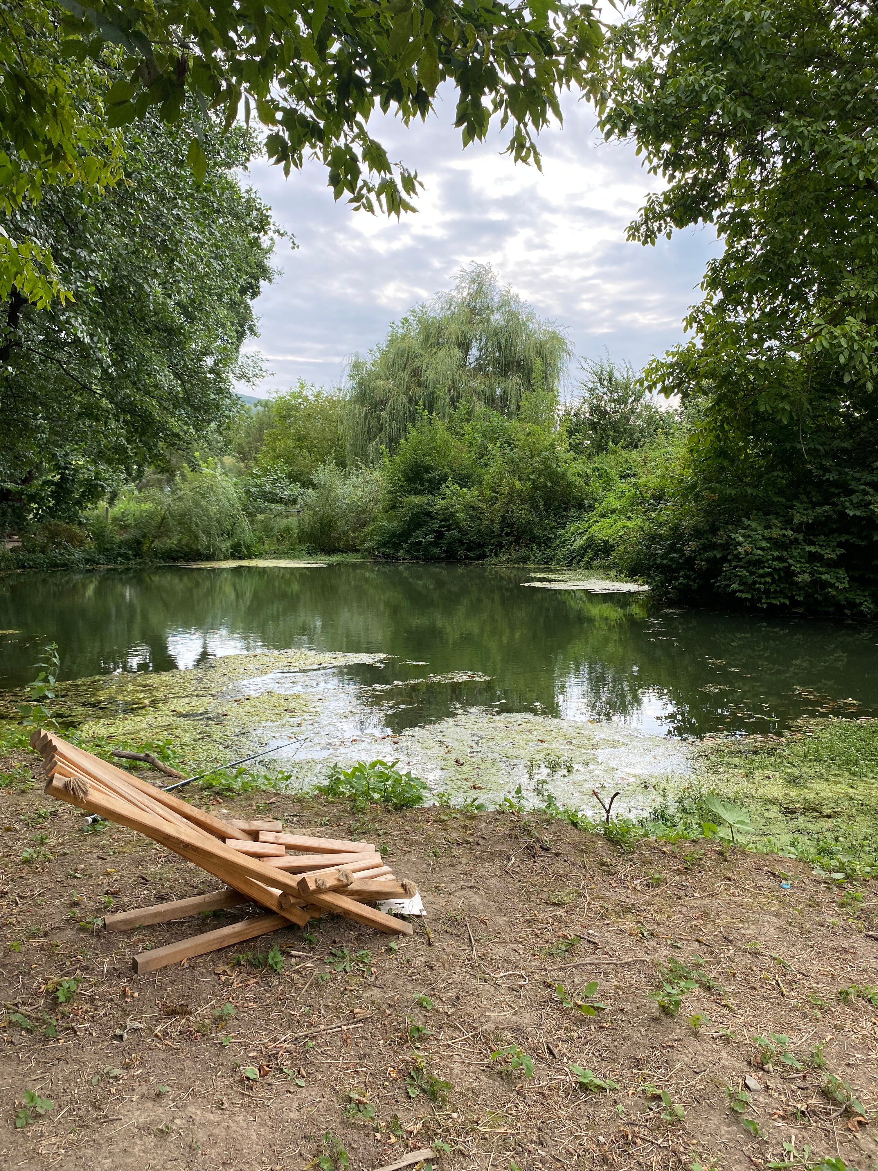 Фото Богатый лес