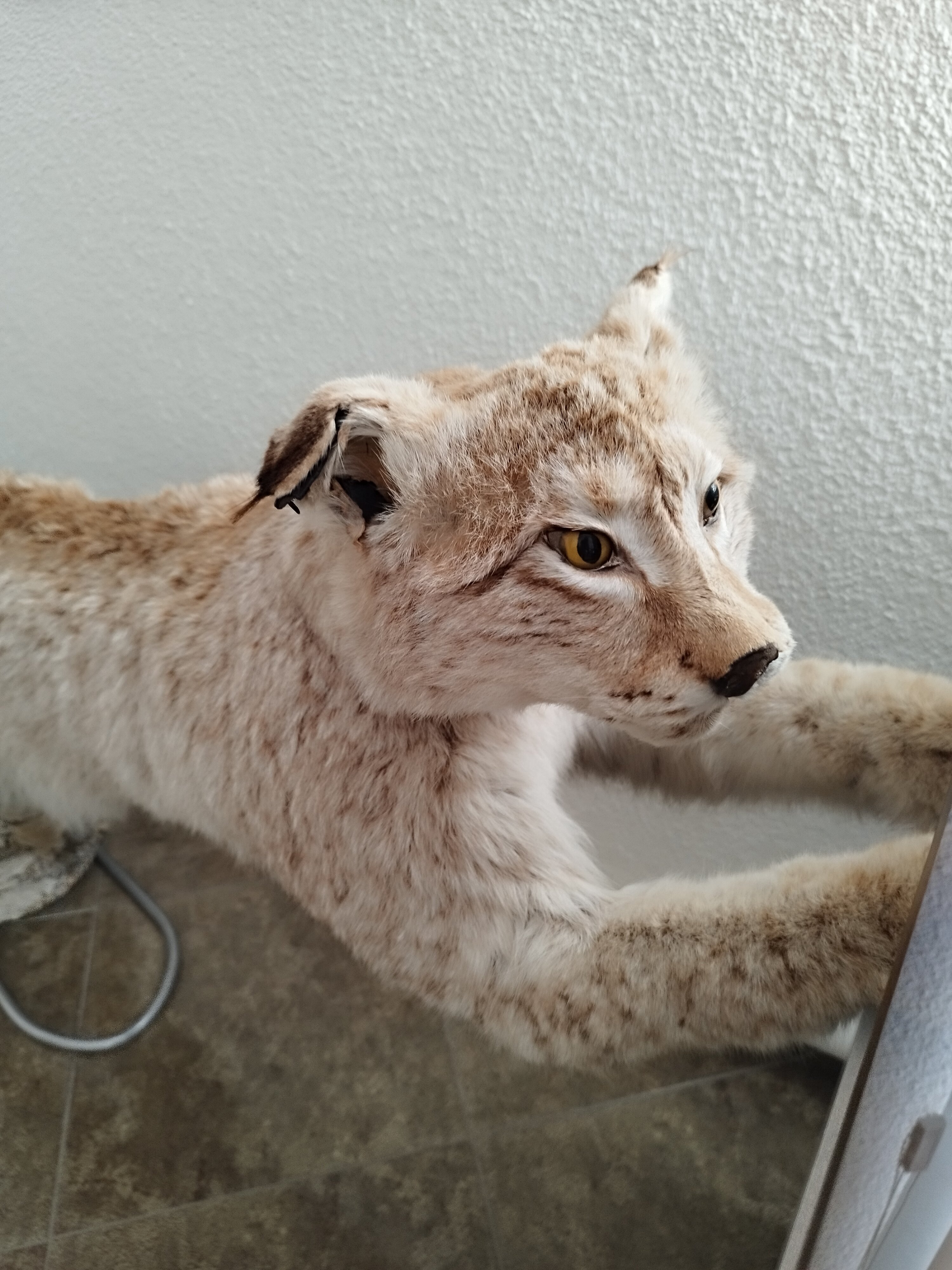 Фото Галбека