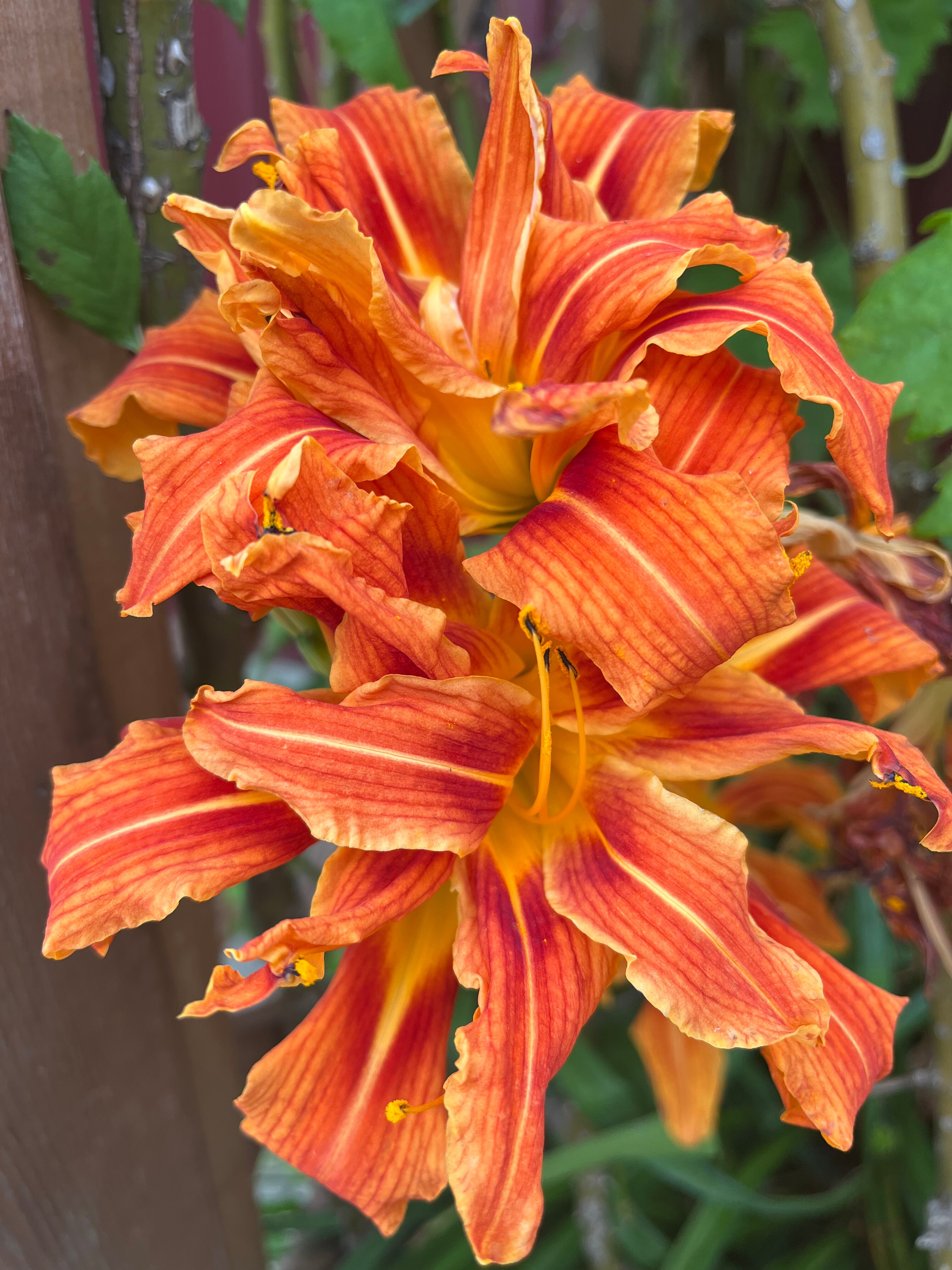 Фото Дом Leto