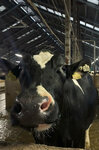 Животноводческий комплекс Залесье-Агро (posyolok Oktyabrskoye, Yelovaya ulitsa, 3А), intensive animal farming