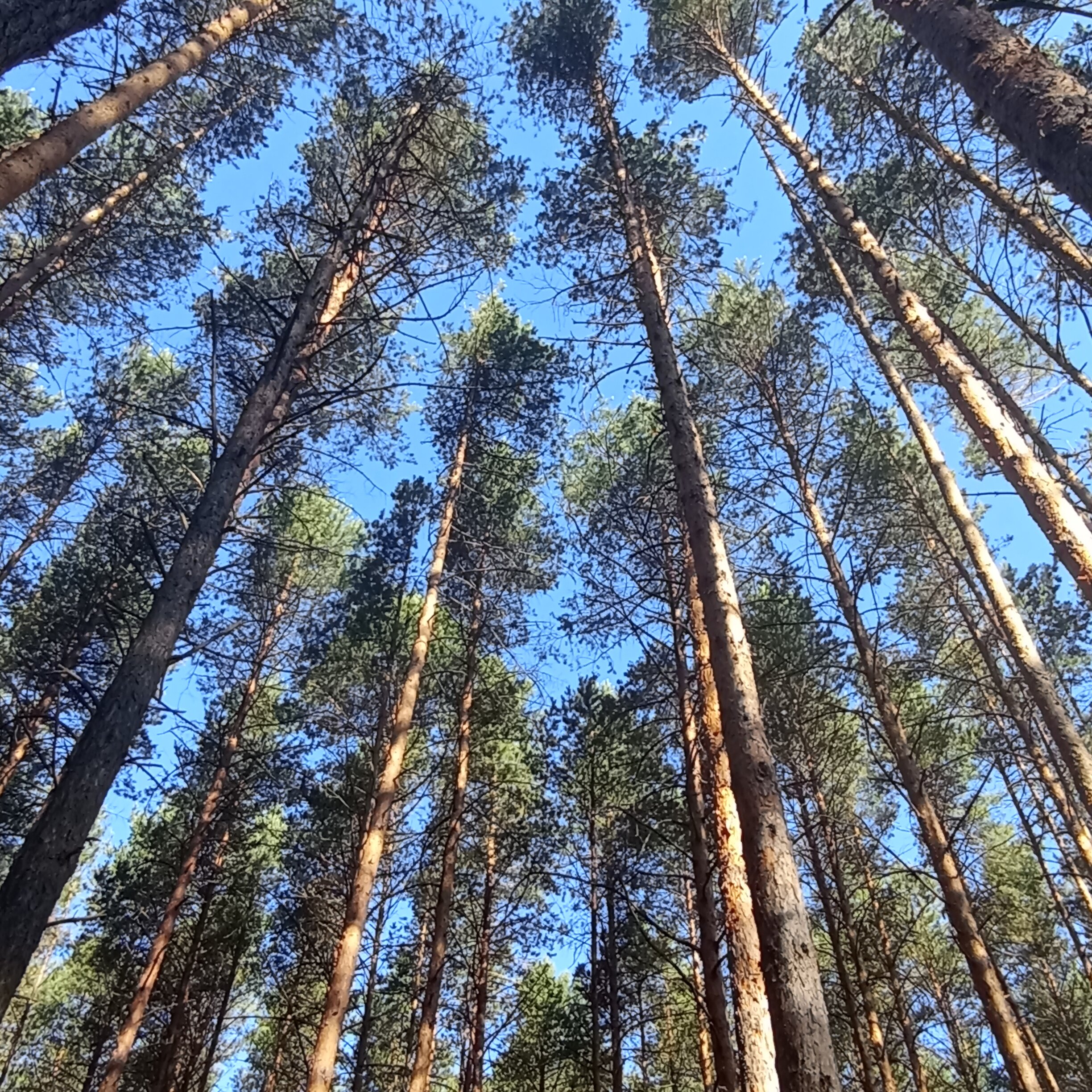 Фото Залесье