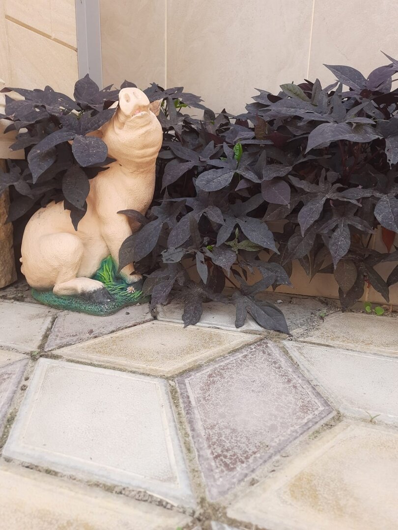 Фото Семейный гостевой дом на Зеленой