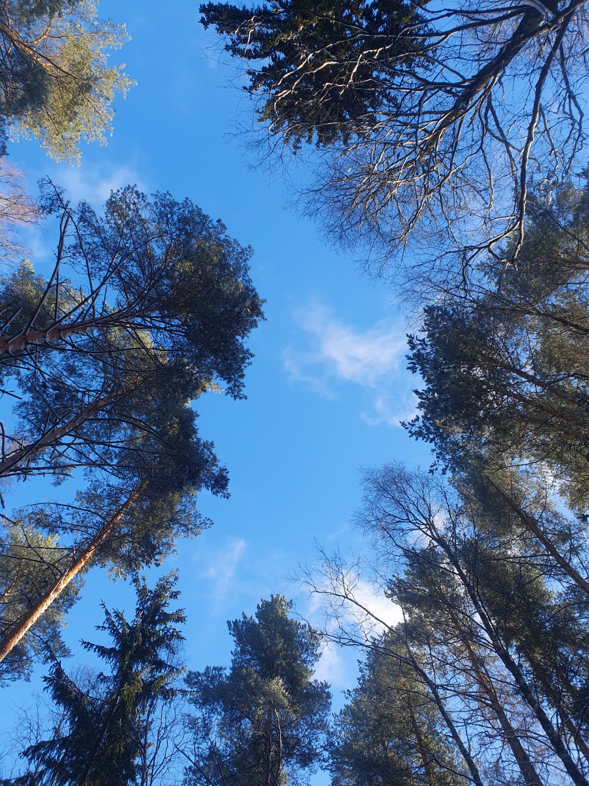 Фото Домик в Разливе