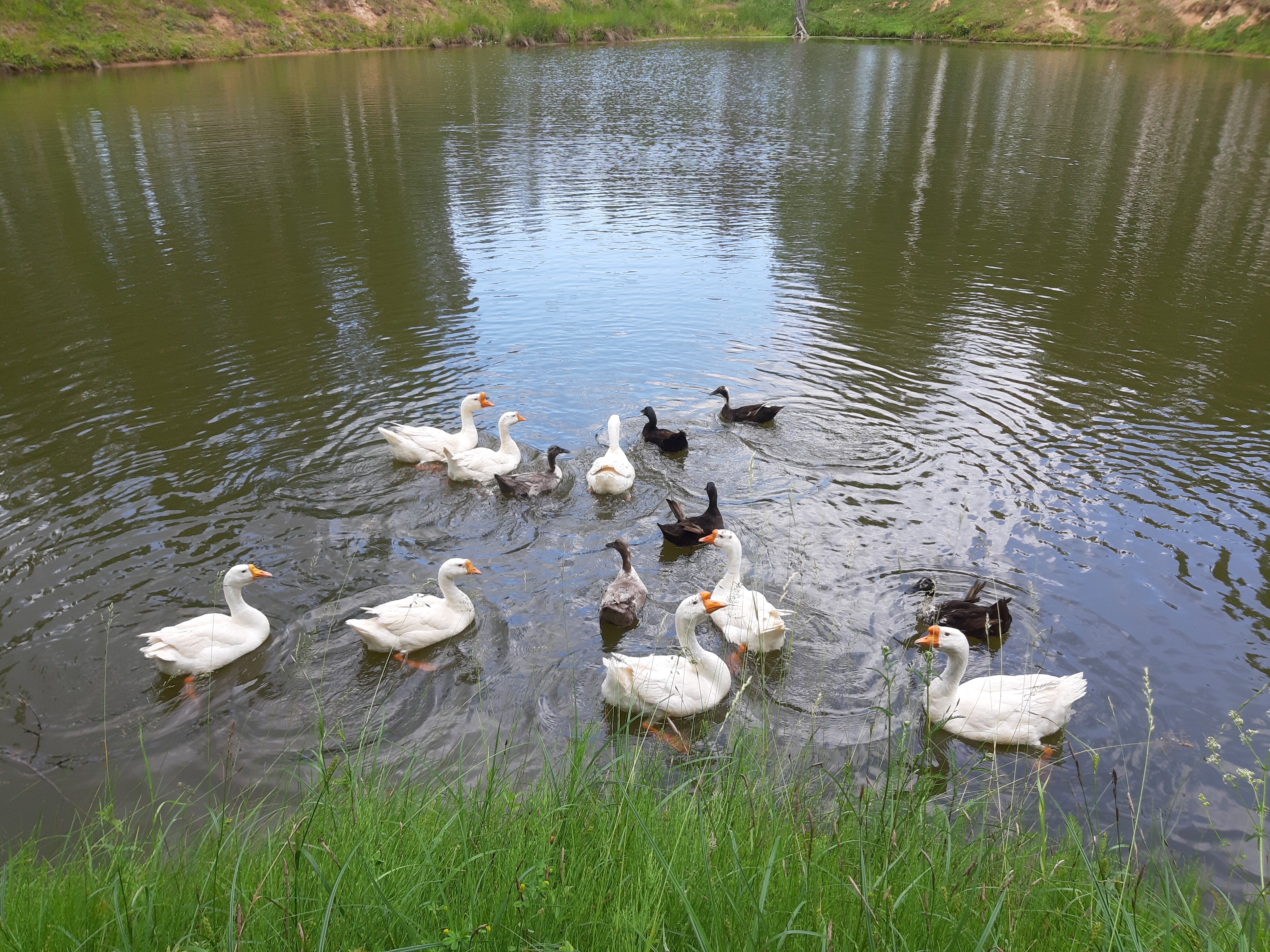 Фото Фермерская усадьба Лесной Берег