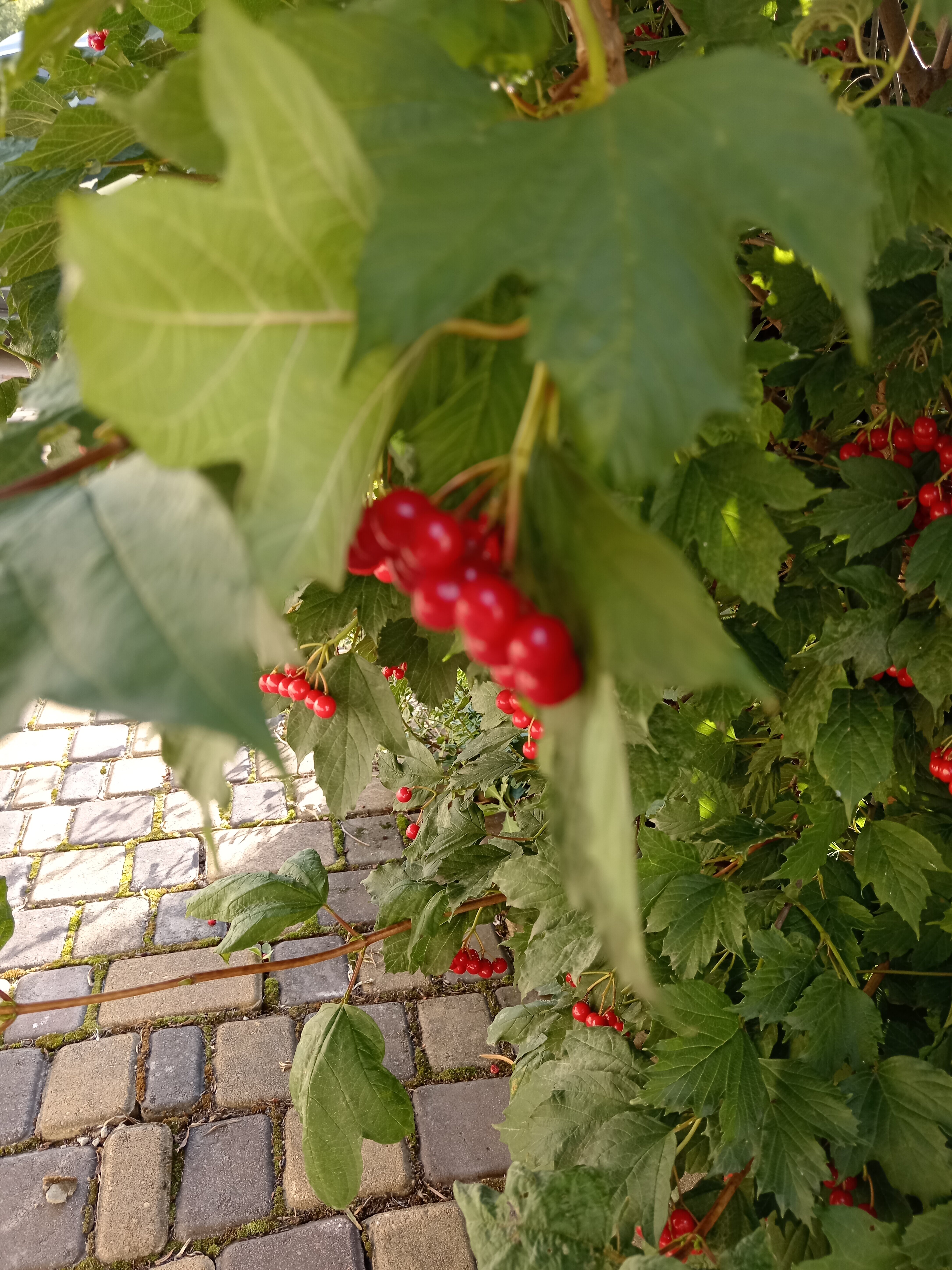 Фото Калинова Горка