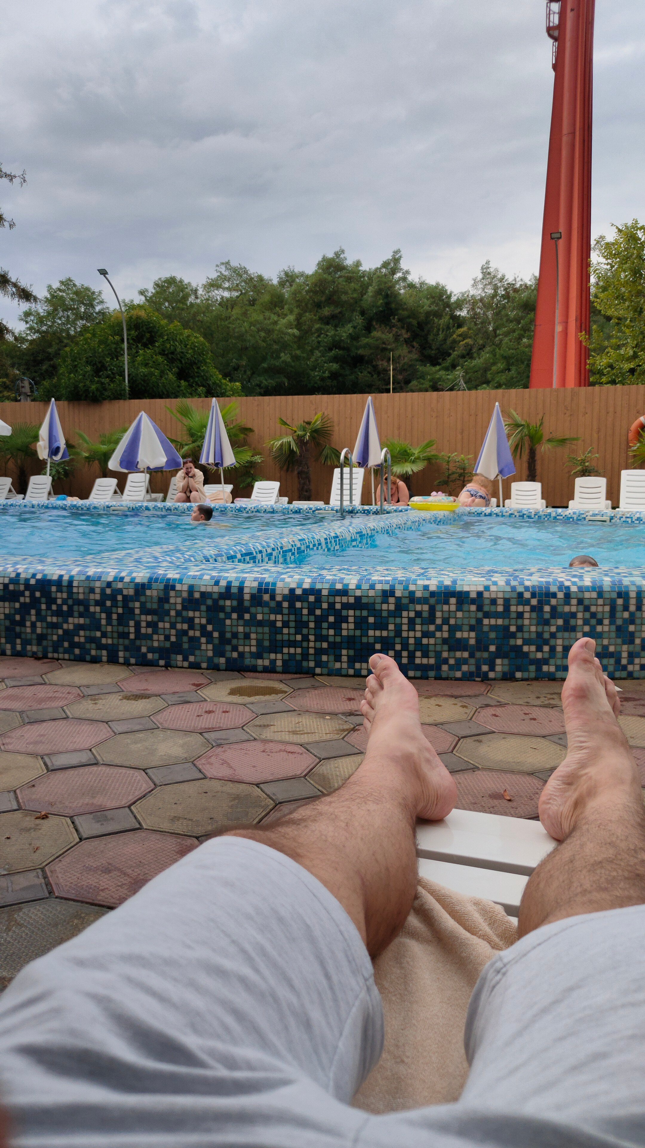 Фото Азалия