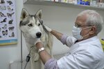 Al Hayat Veterinary Clinic (123, Al Amardi Street, Al Awir, Dubai), veterinary clinic