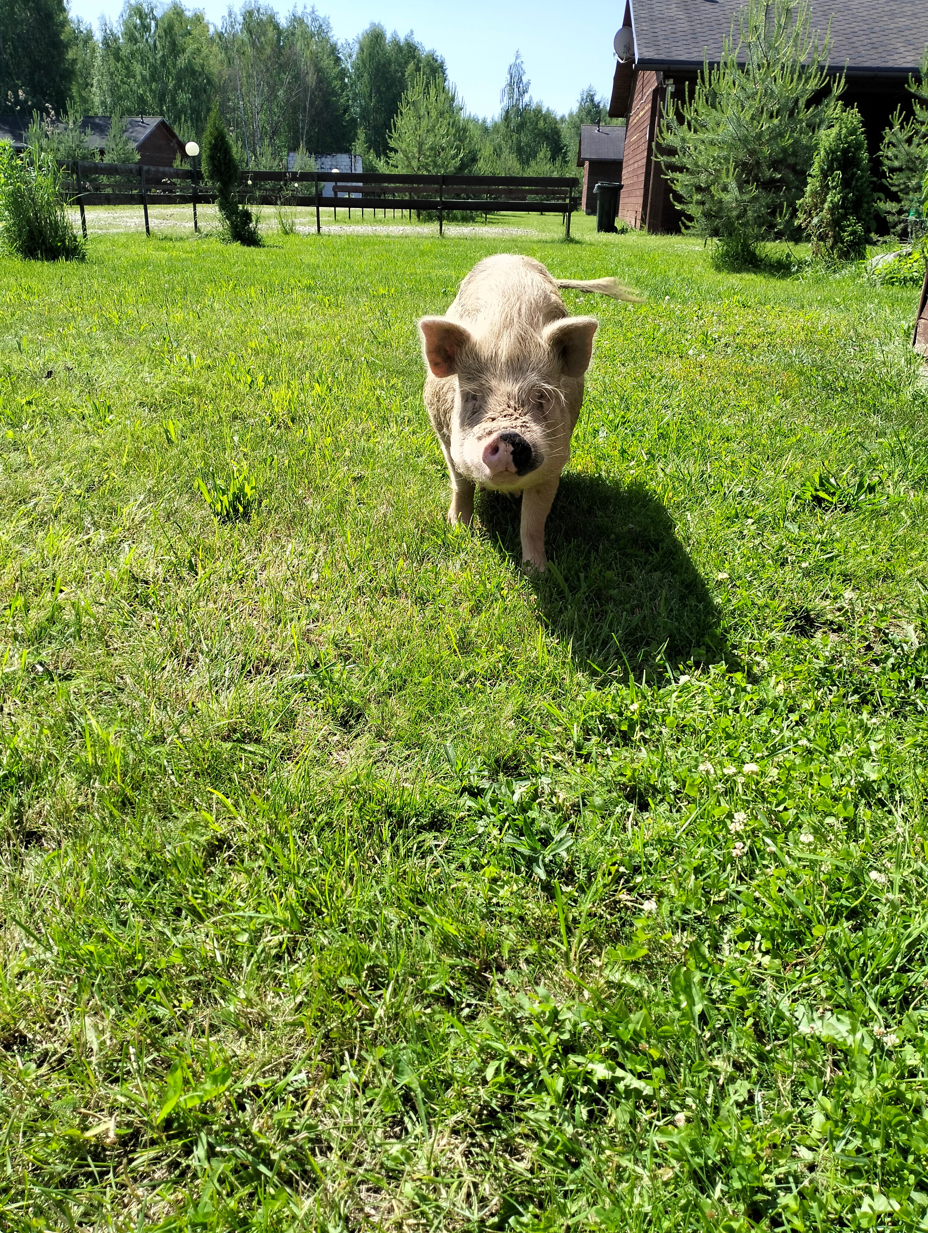 Фото Некрасовская дача