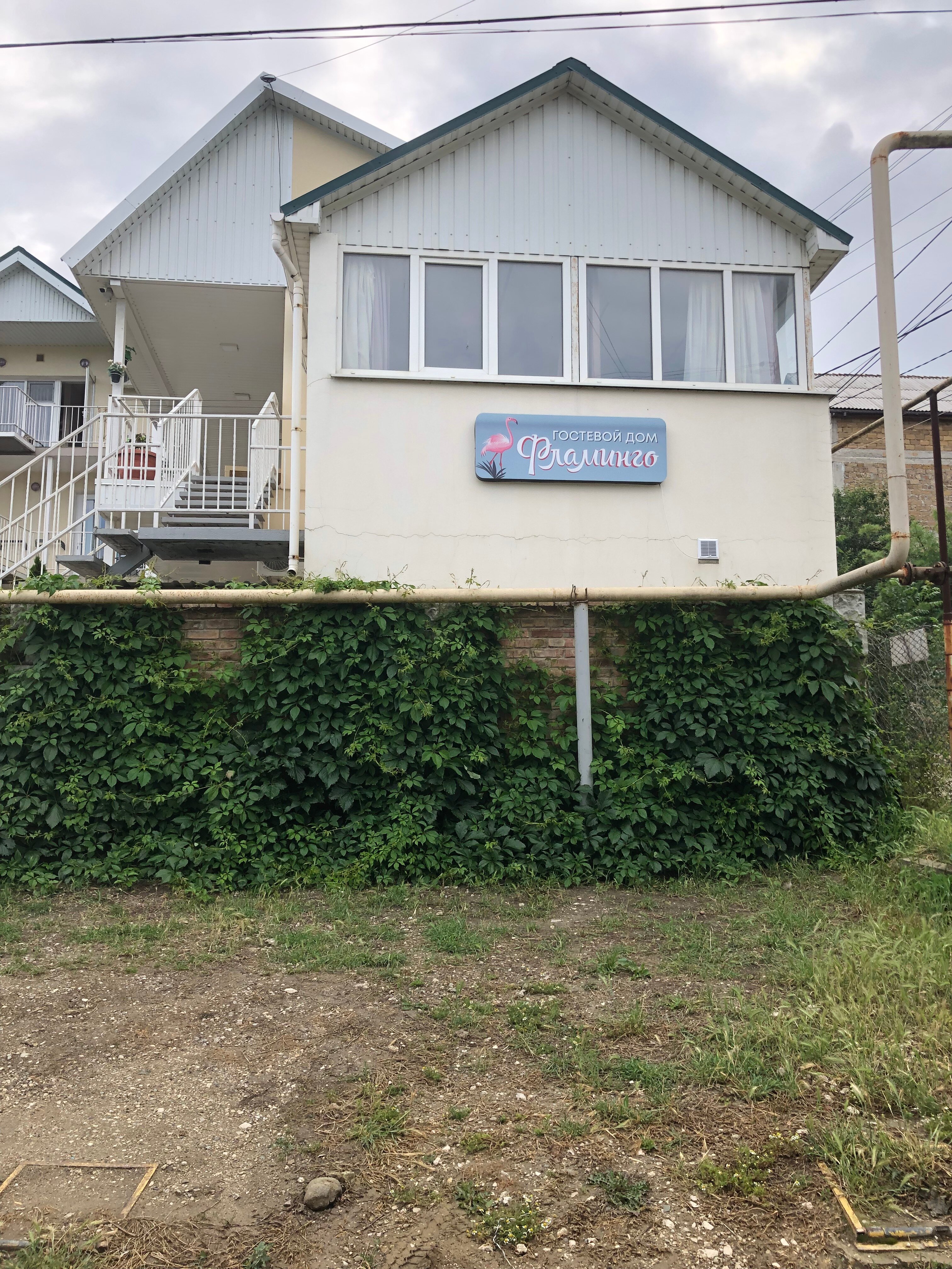 Фото Фламинго