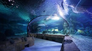 Oceanarium № 1 (Moscow, Dmitrovskoye Highway, 163А), okeanarium