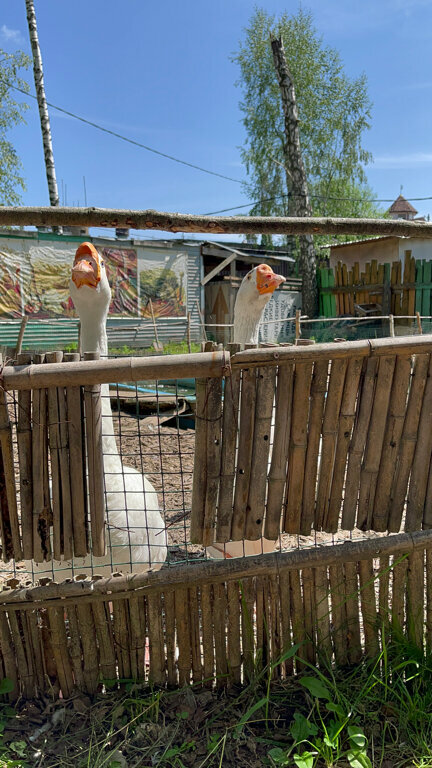 Animal cage Zoo of farm animals, Domodedovo, photo