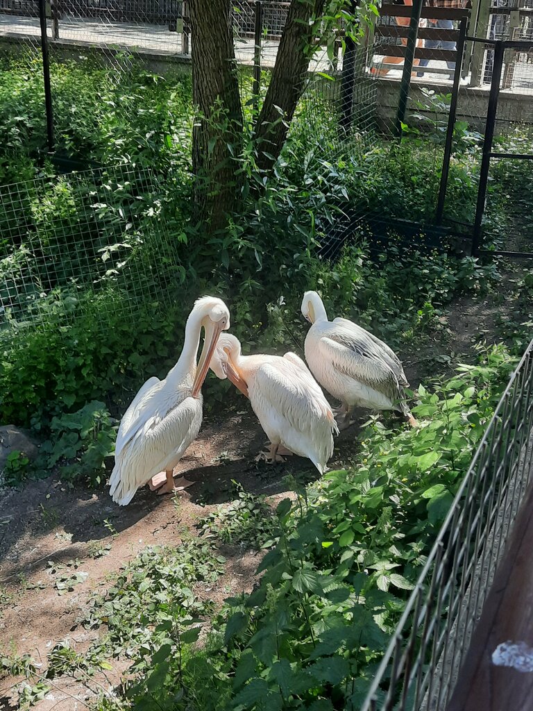 Вольер птиц Пеликаны, Москва, фото