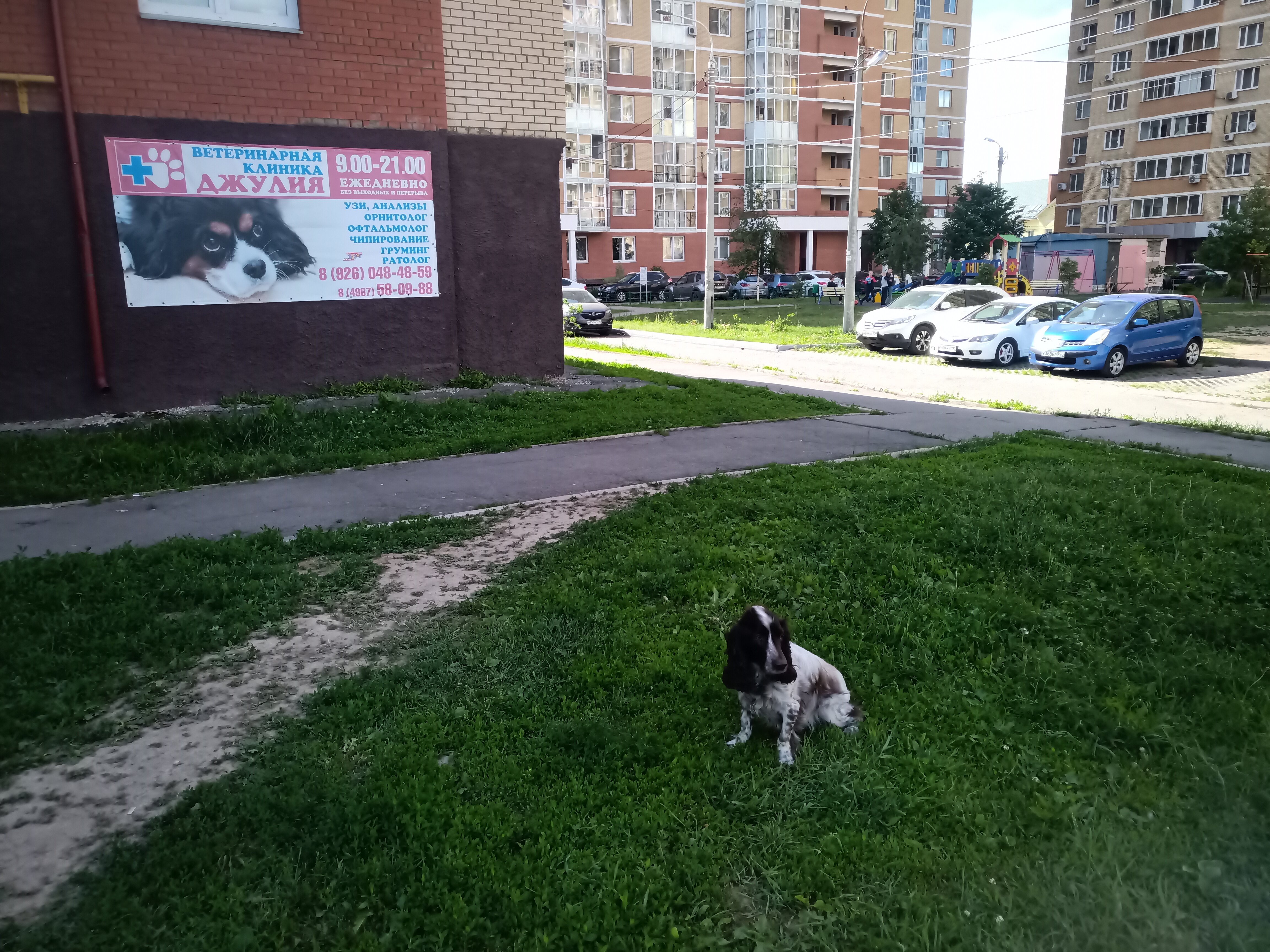 Панорама: Джулия, ветеринарная клиника, Подольская ул., 18, корп. 2, Подольск - 