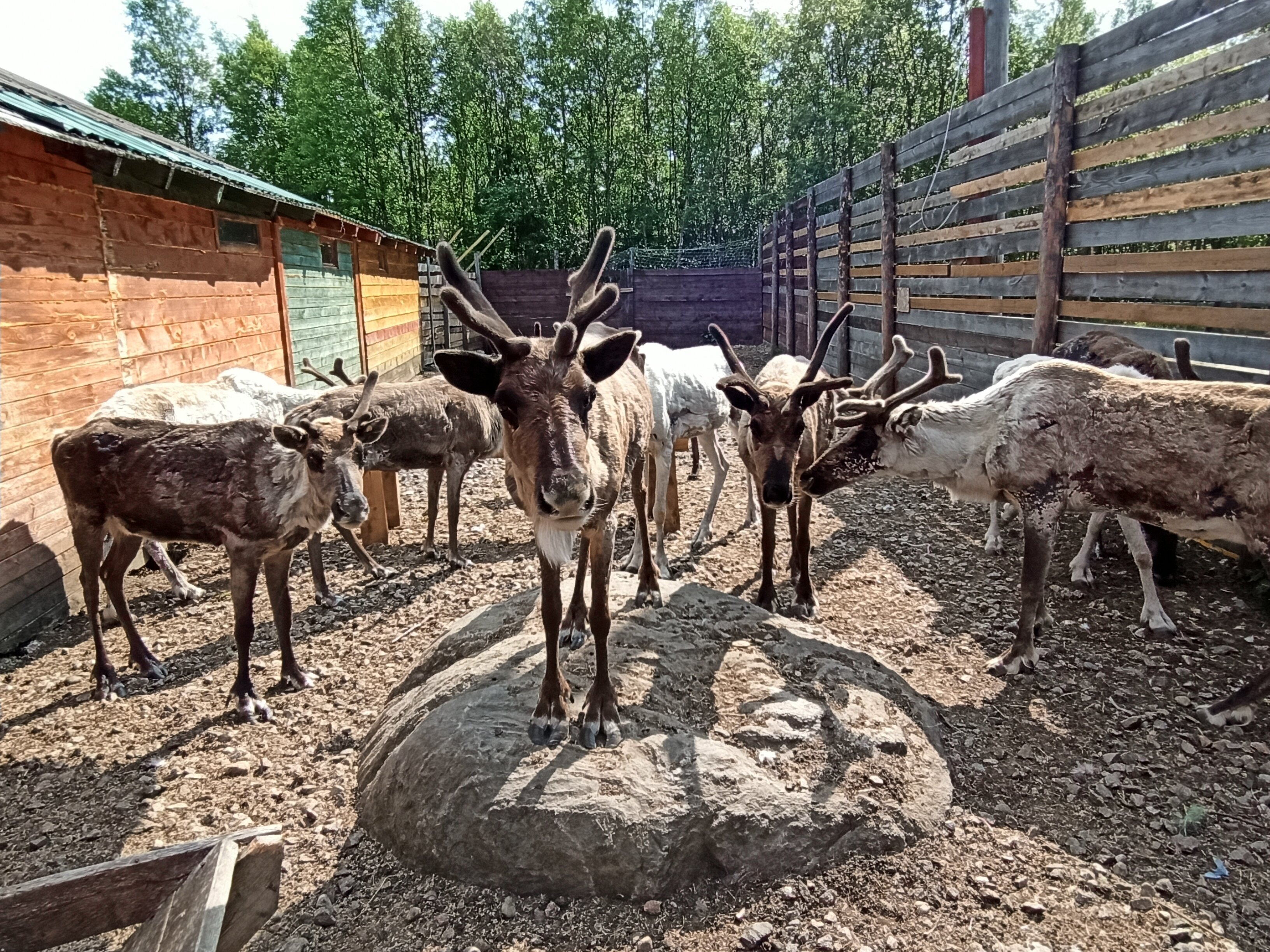Фото Северное сияние