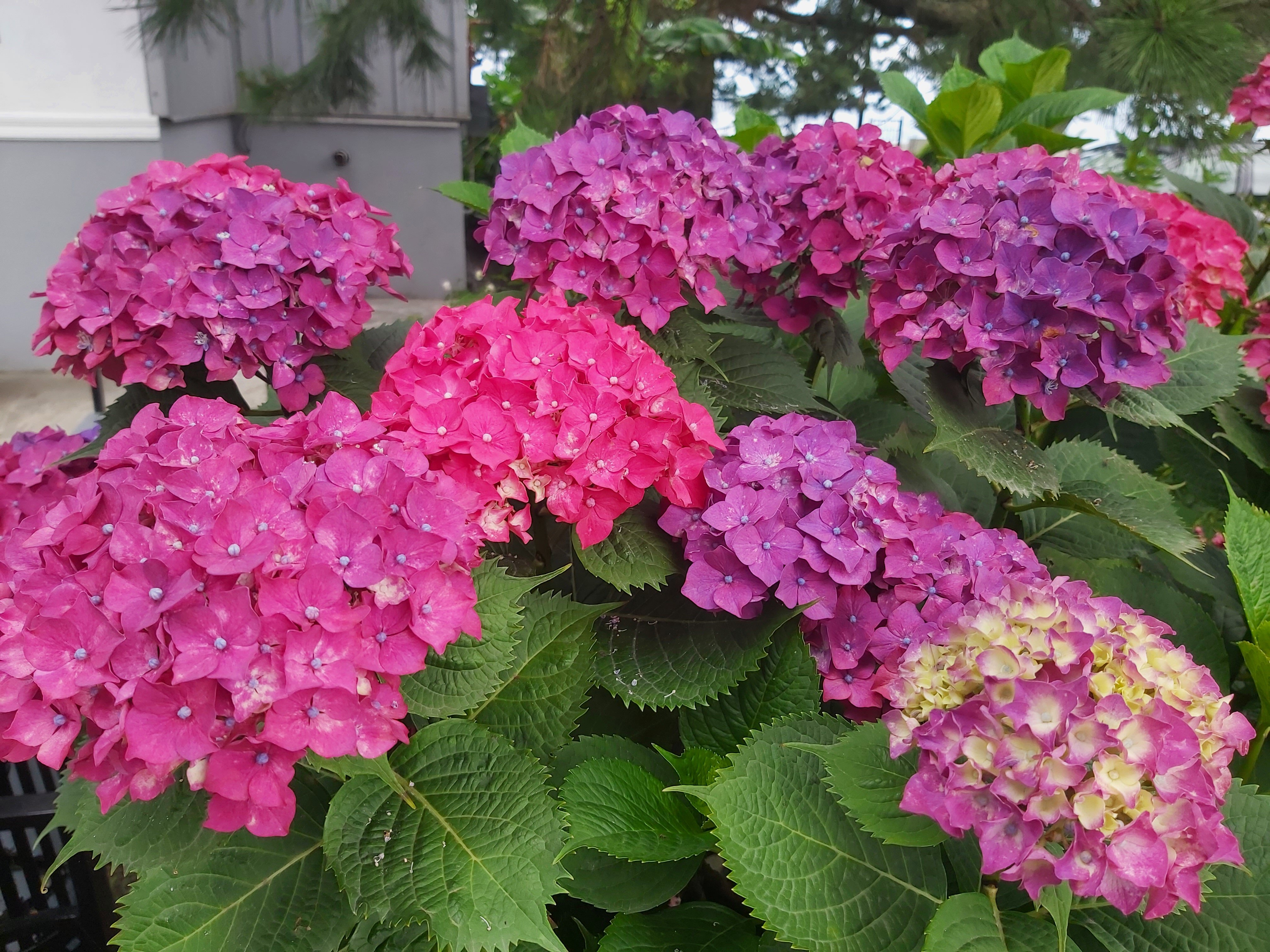 Фото Hotel Medusa