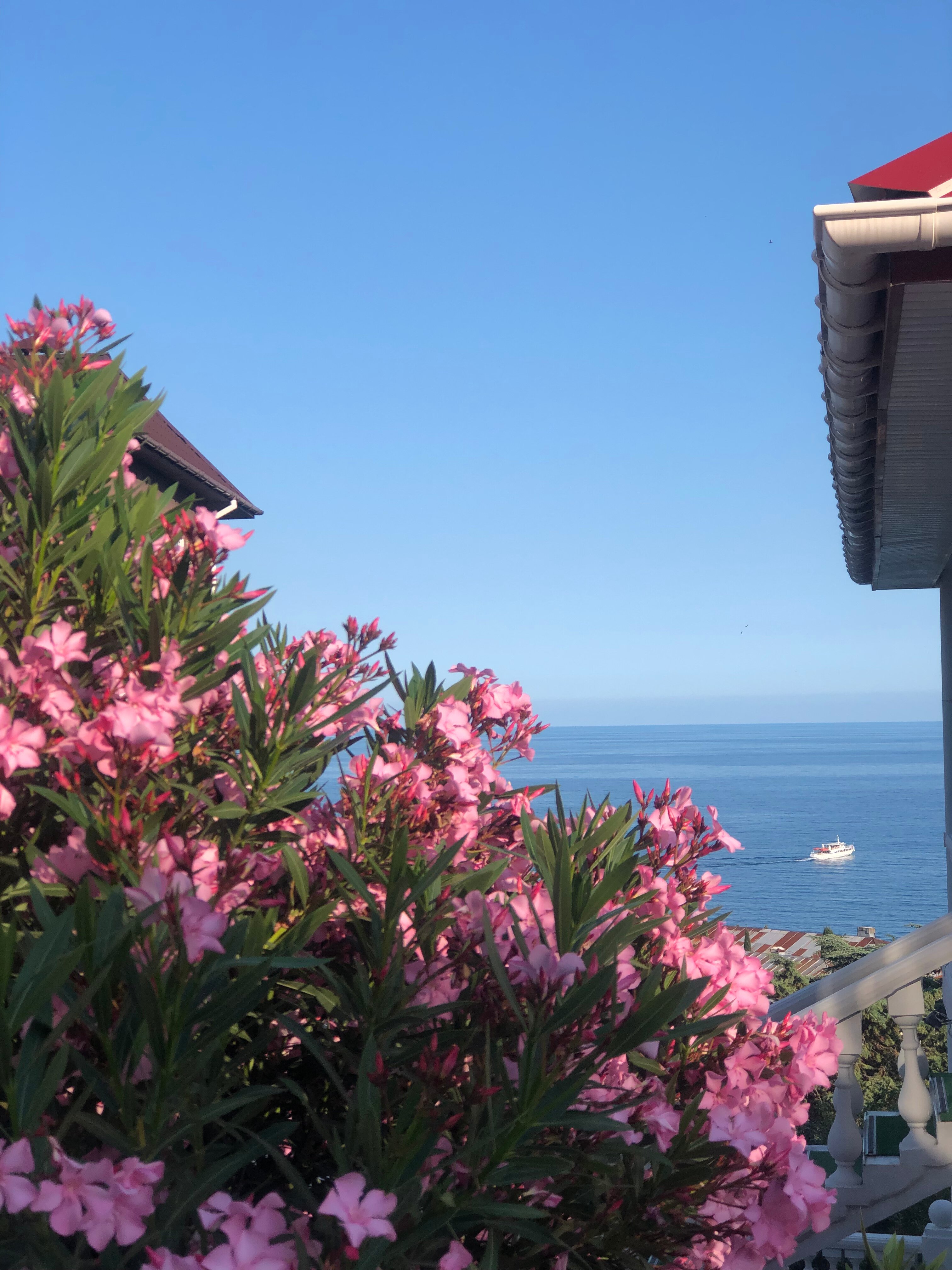 Фото Климентина