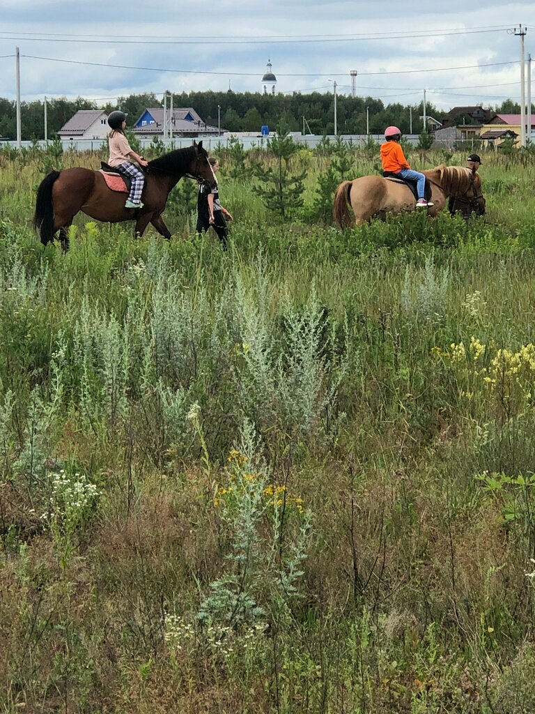 Horse riding Horse Club Allur, Vladimir Oblast, photo