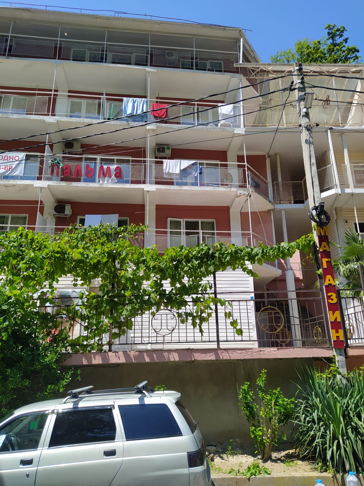 Фото Пальма