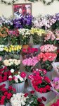 Flower Romanov Family (posyolok gorodskogo tipa Novomikhaylovskiy, Mira Street, 69) ، محل زهور