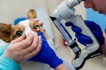 LifeVet (Demyana Bednogo Street, 26к1В), clínica veterinaria