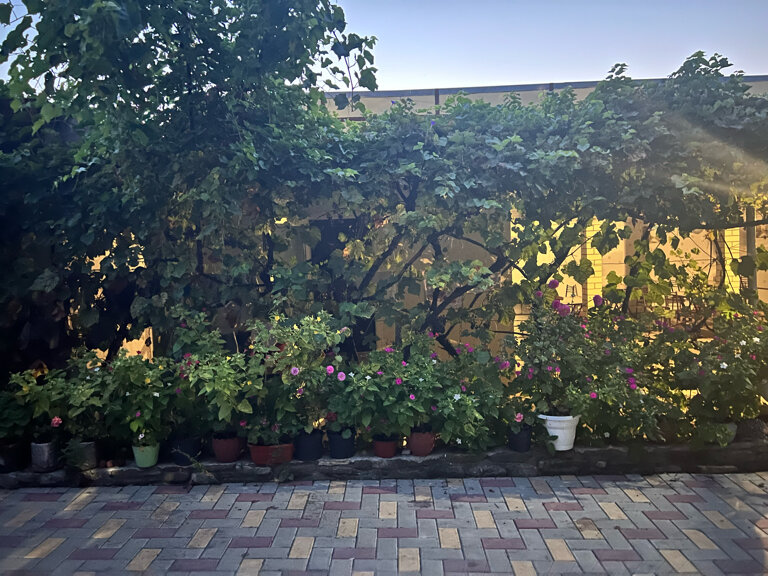 Фото Черноморская лоза