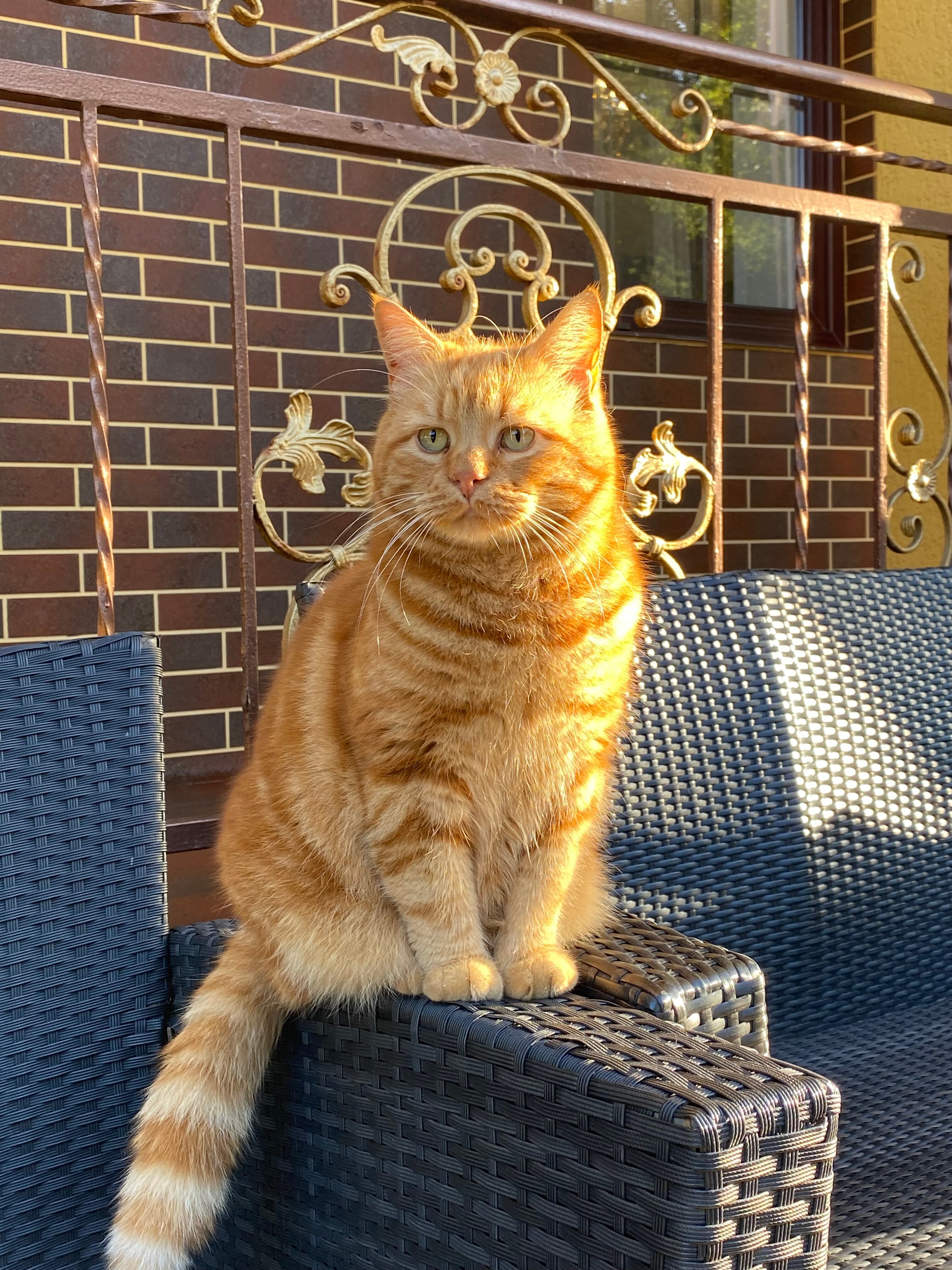 Фото Принцесса Элиза