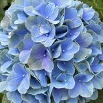 Domus Flowers (41, 5 Street, Umm Ramool, Deira, Dubai), flower shop