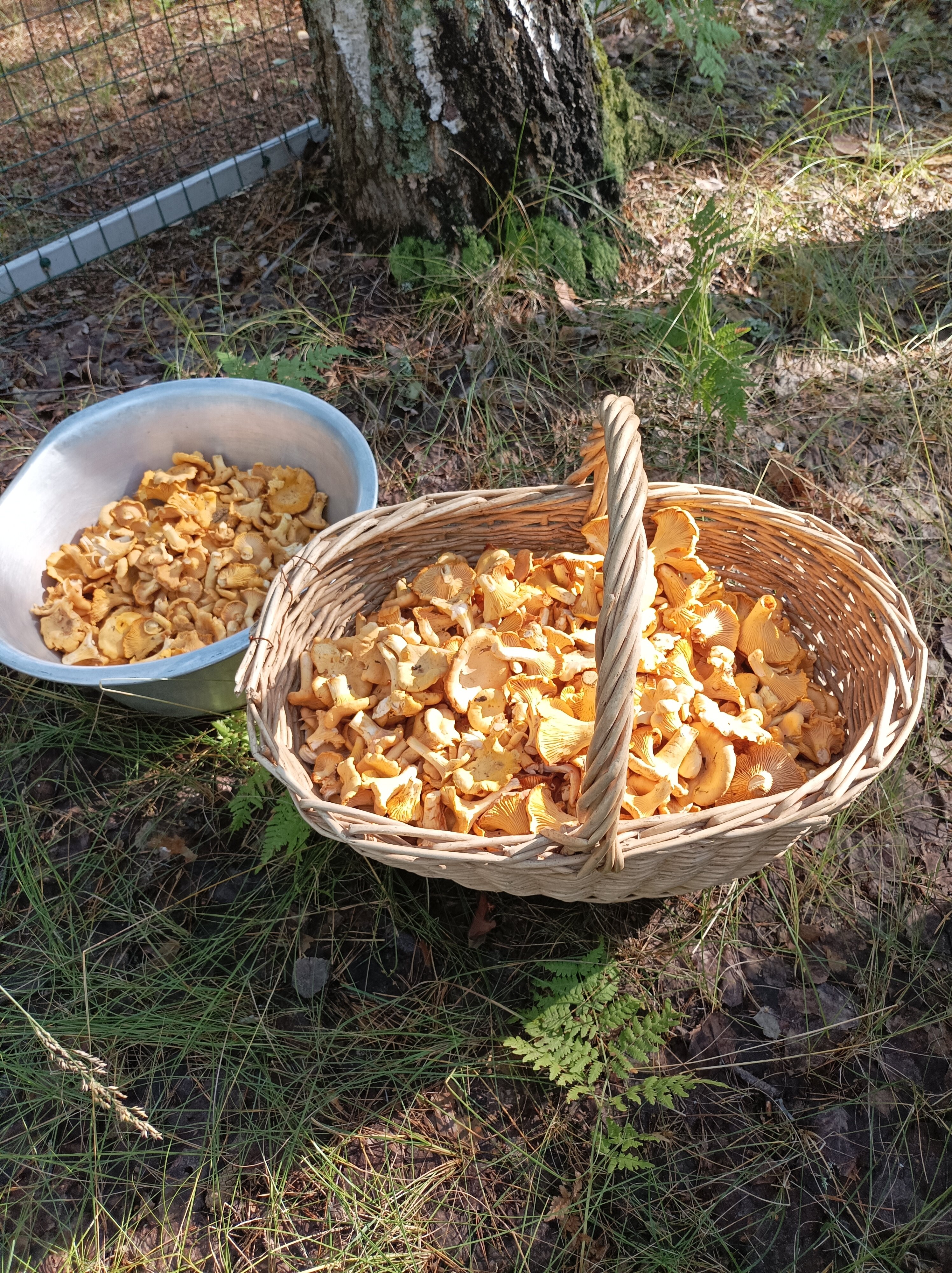 Фото Щукино