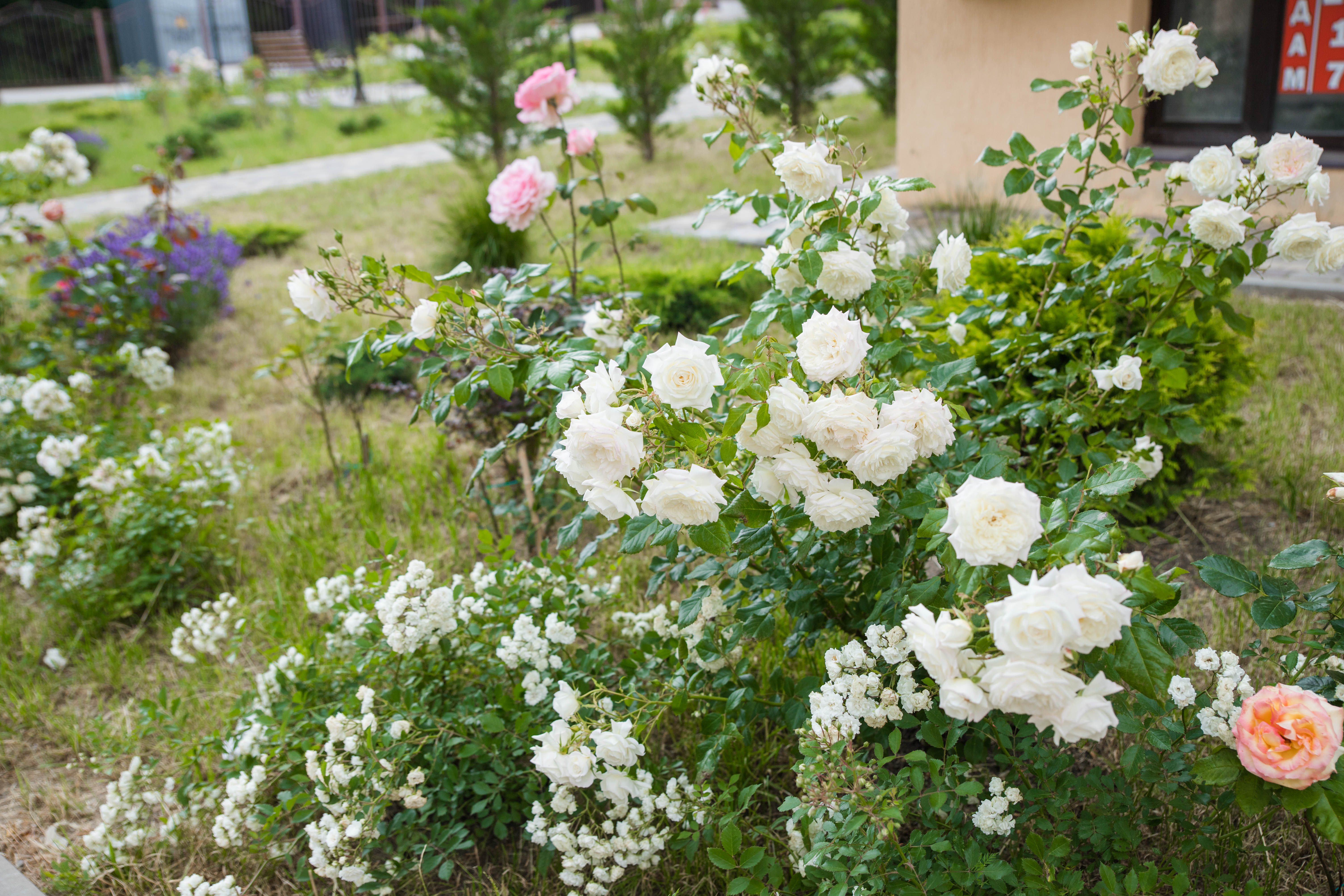 Фото Скала Парус 