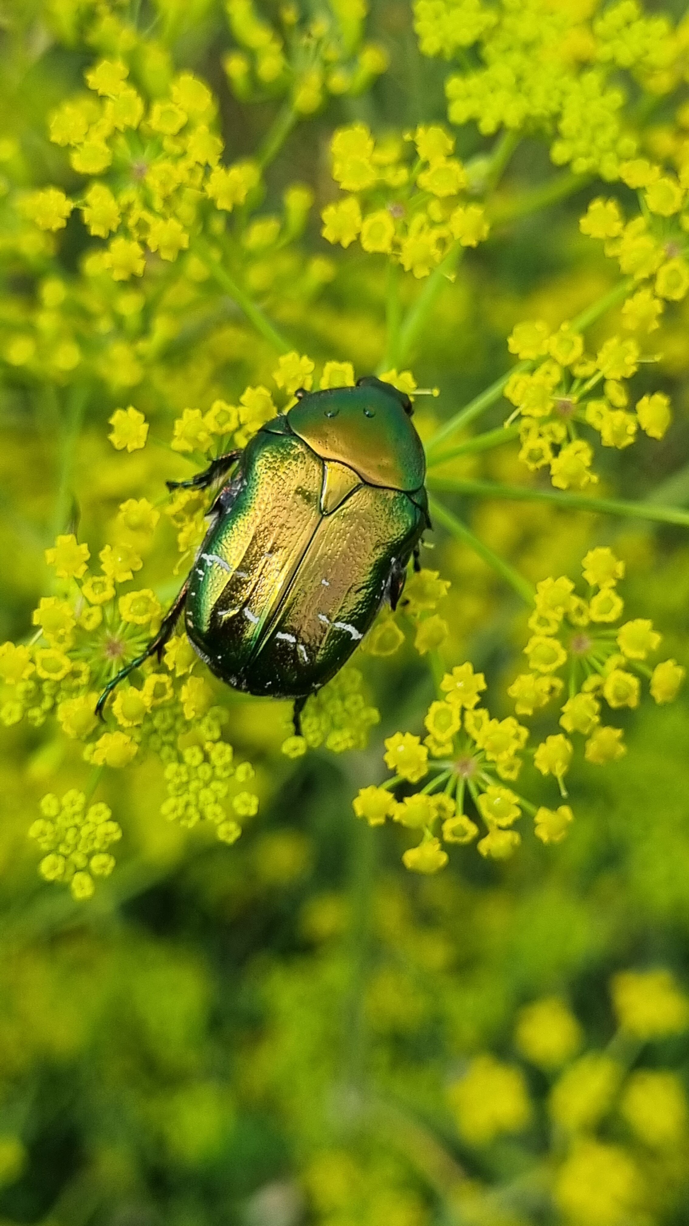 Фото Камское house
