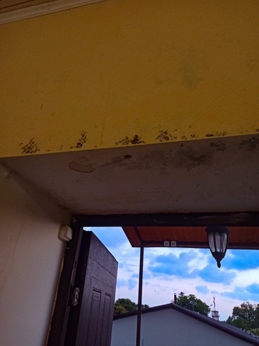 Фото Диоскурия