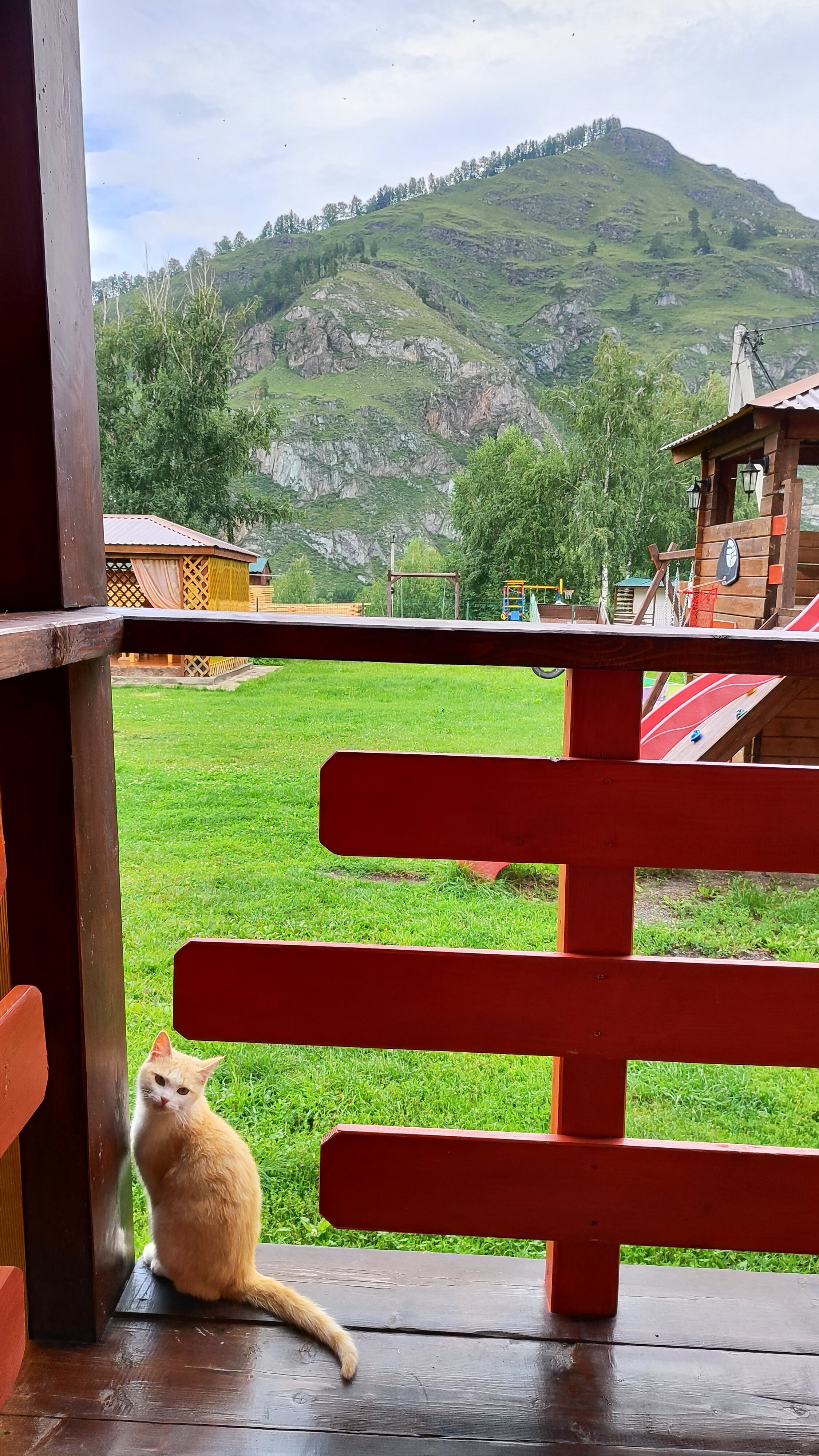 Фото Золотой медведь