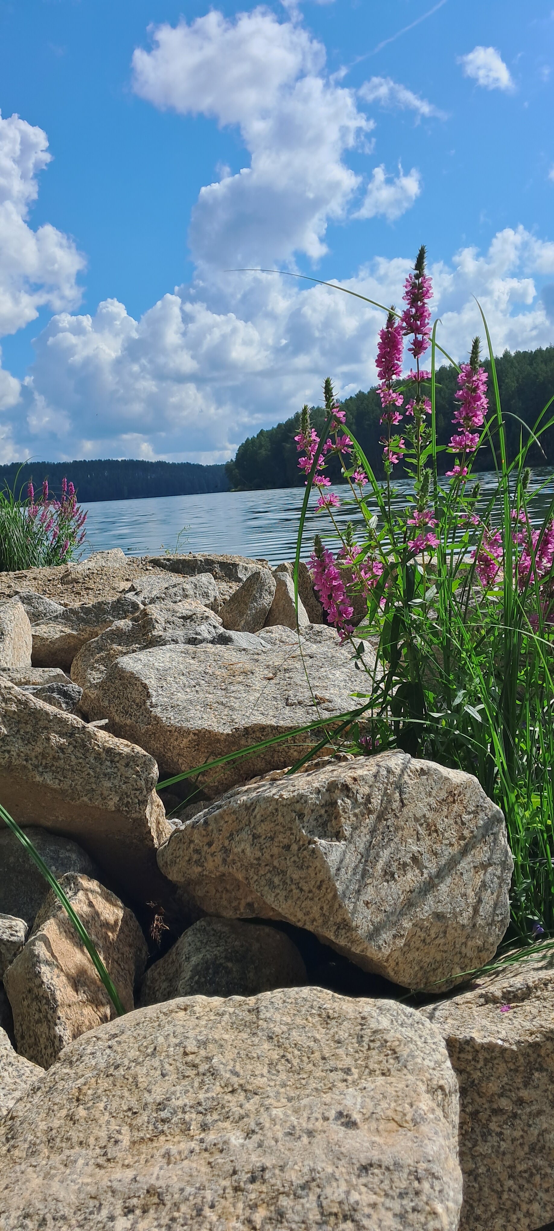 Фото Лесотерапия