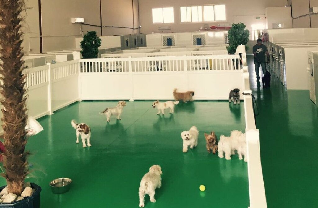 Animal nursery Posh Paws Animal Sanctuary and Petting Zoo, Dubai, photo