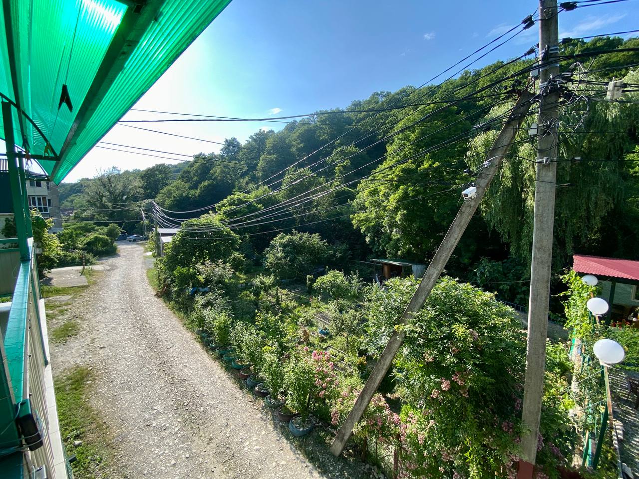 Фото Поющий Колибри