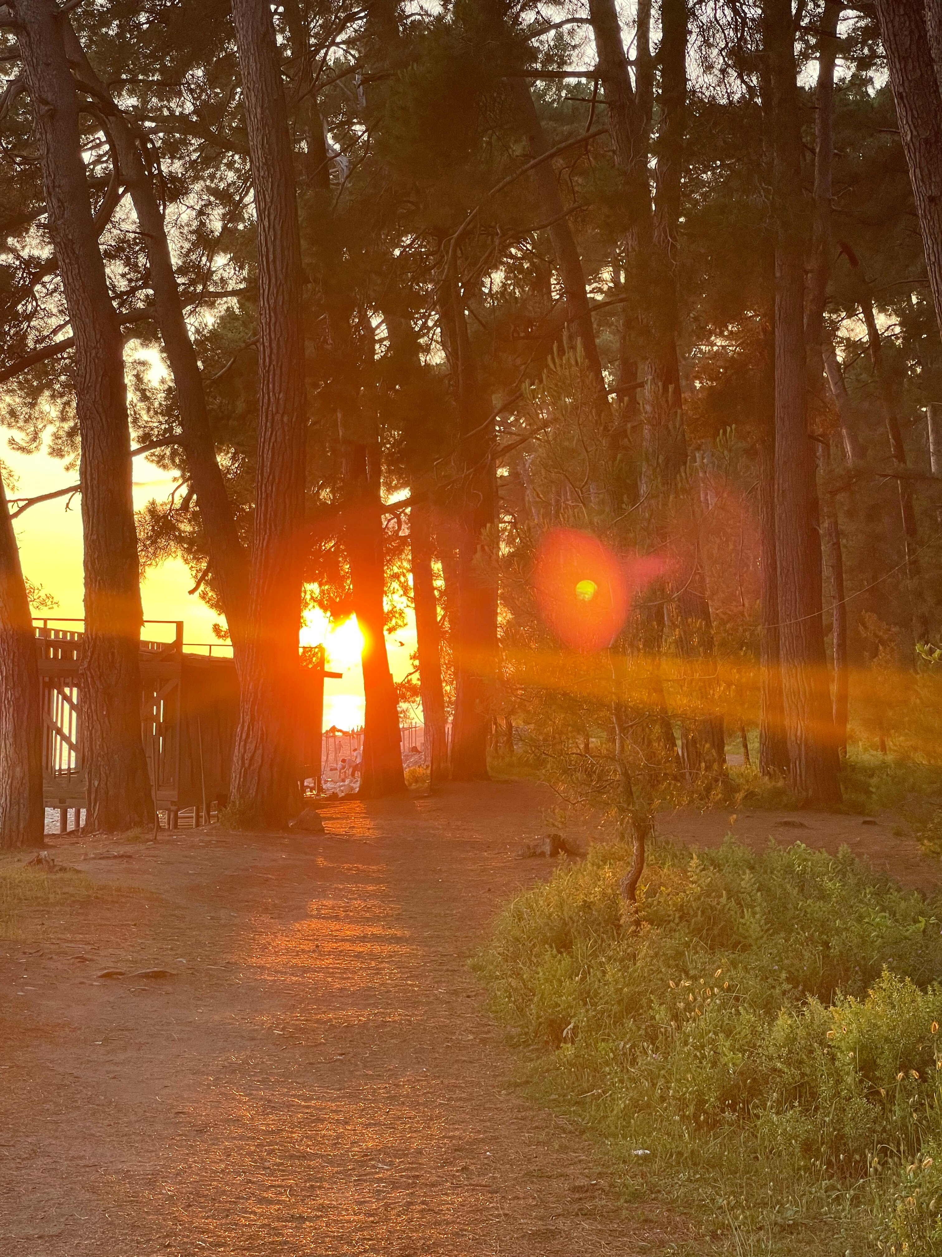 Фото Сосновый рай