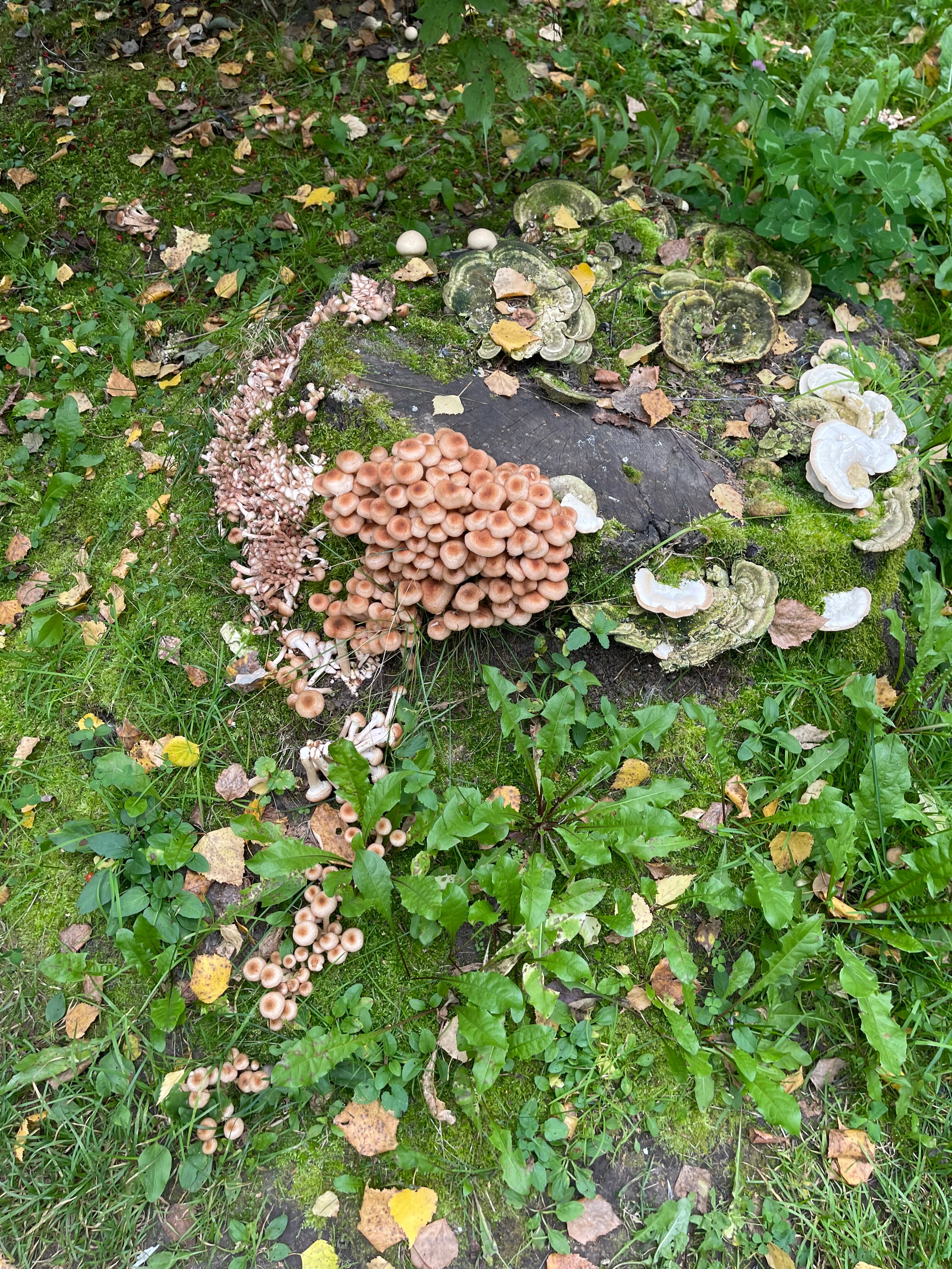 Фото Шамбала К