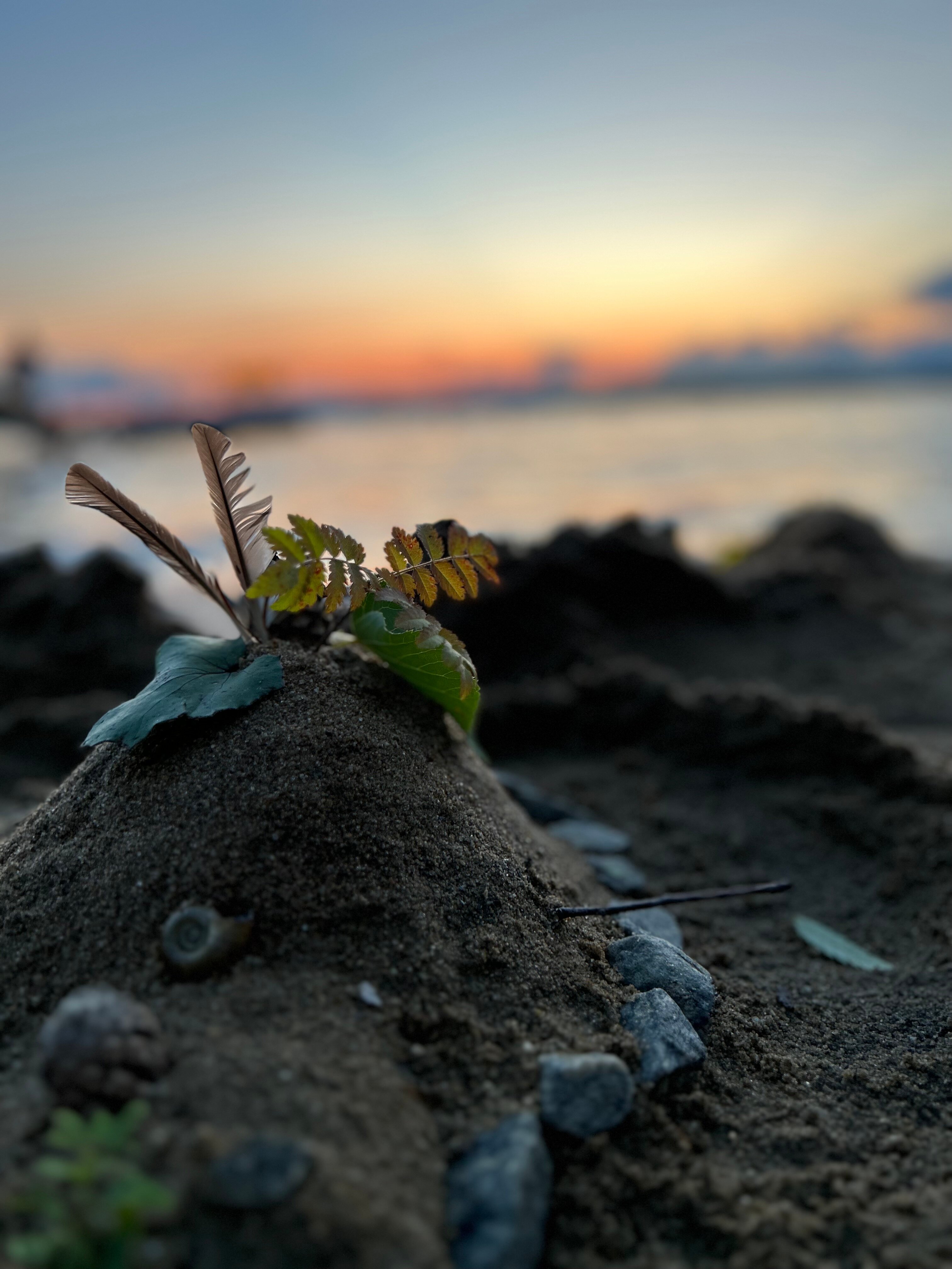 Фото Светлячок