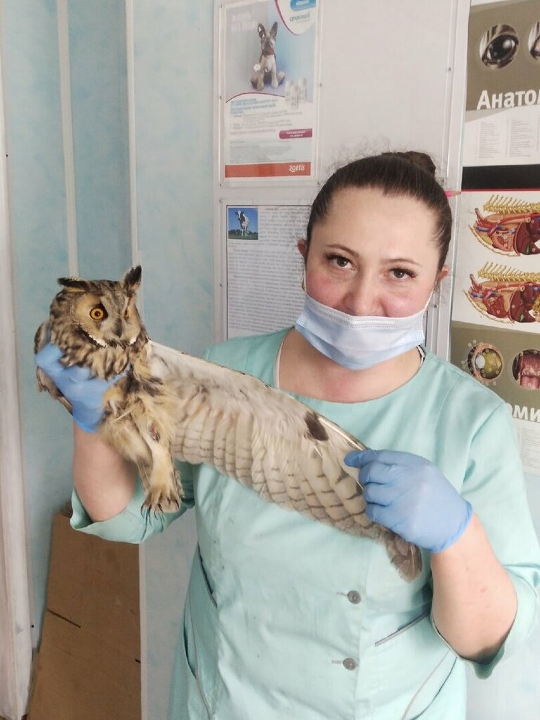 Veterinary clinic Animal Disease Control Station Ermolinsky Veterinary Center, Yermolino, photo