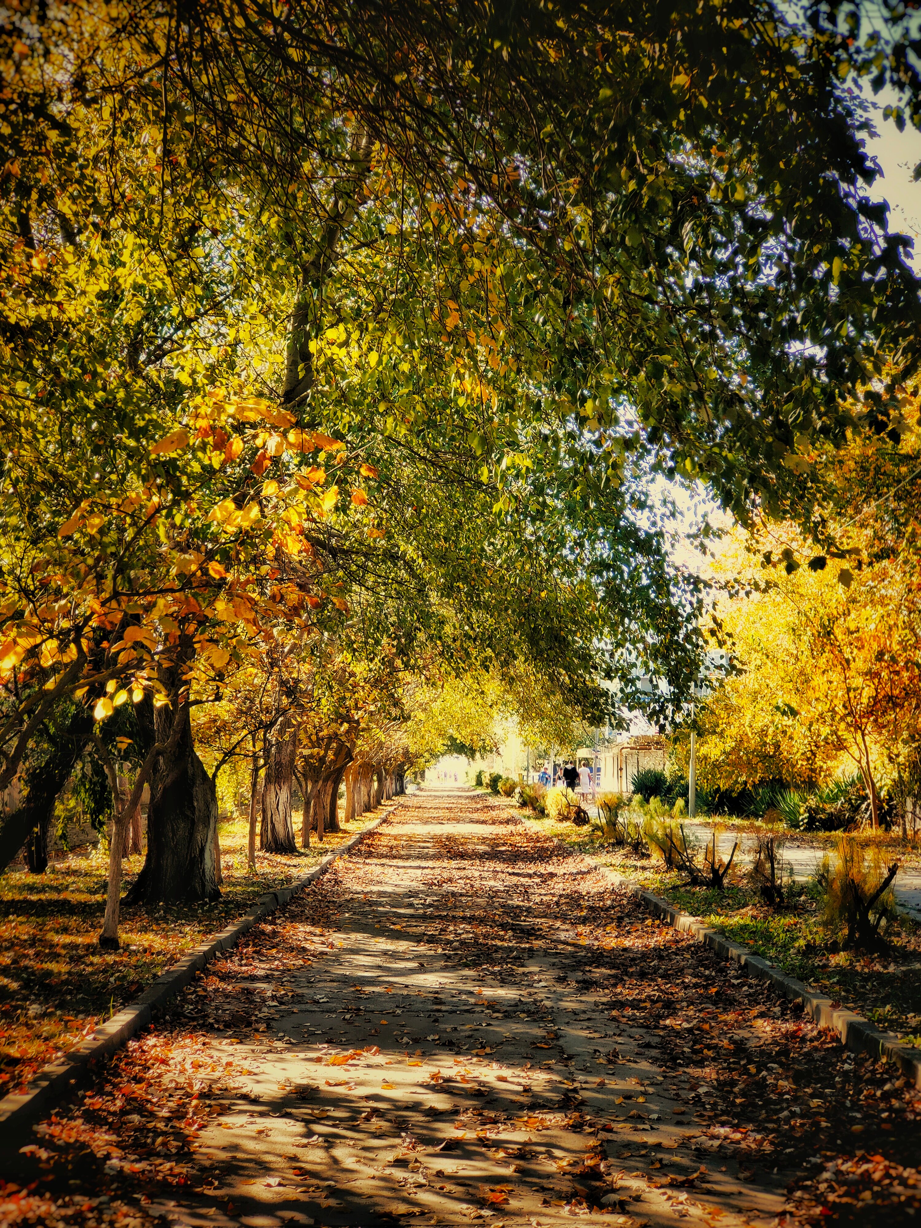 Фото Витязь