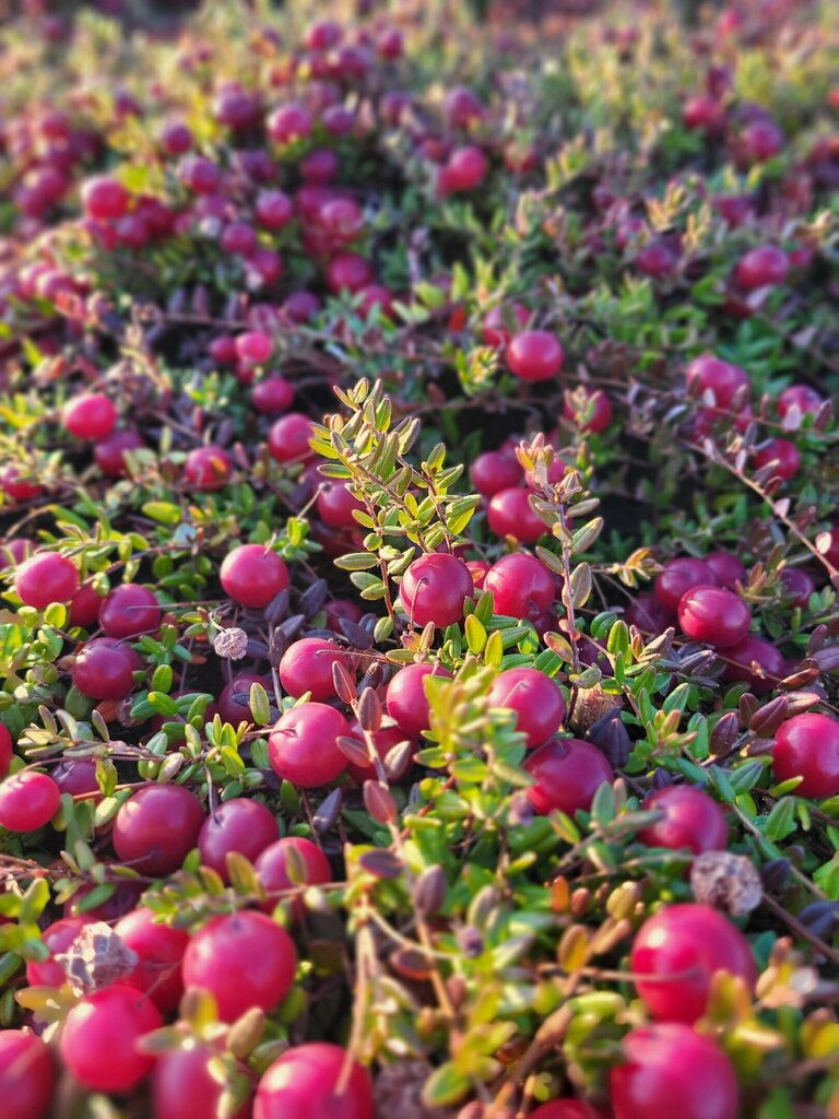Empresa agrícola Yagodny kooperativ Arkhangelskaya klyukva, , foto